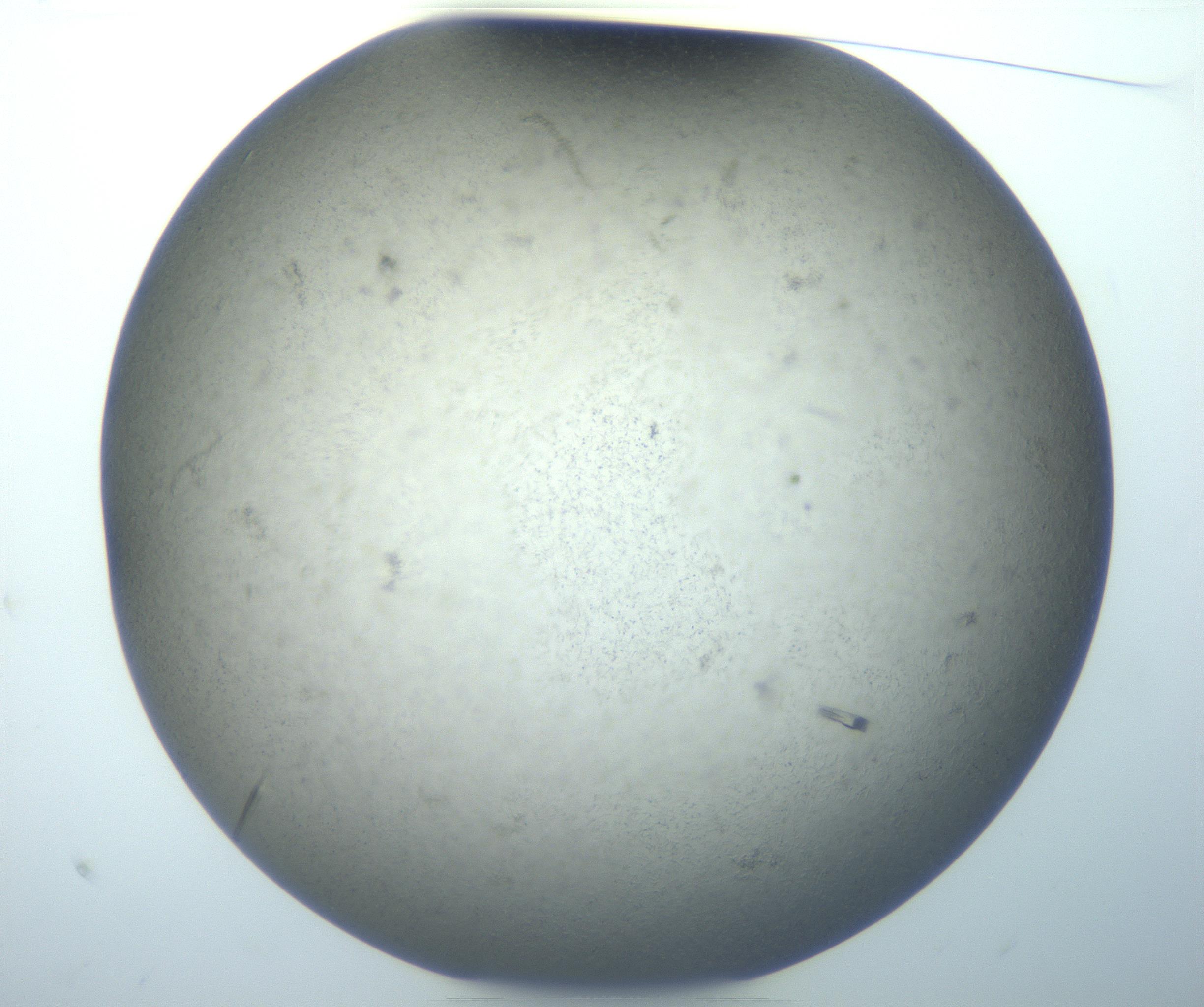 RI01_03_000_0212_Proj1_Clon1_MC_0000MC102926_008_161114_10_01_01_00_99_002_001_RAI.jpg
