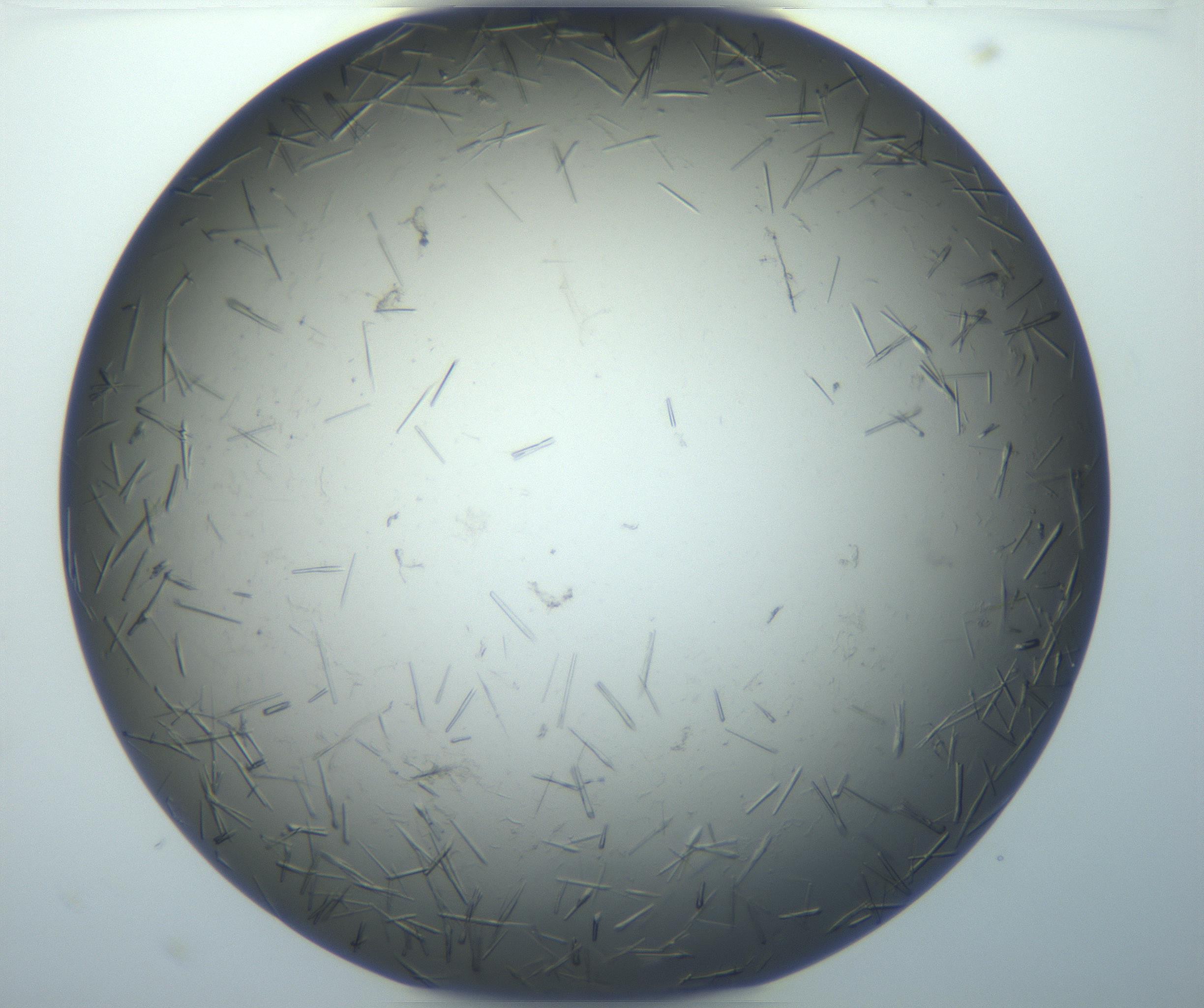 RI01_03_000_0212_Proj1_Clon1_MC_0000MC102926_008_161114_11_01_01_00_99_002_001_RAI.jpg