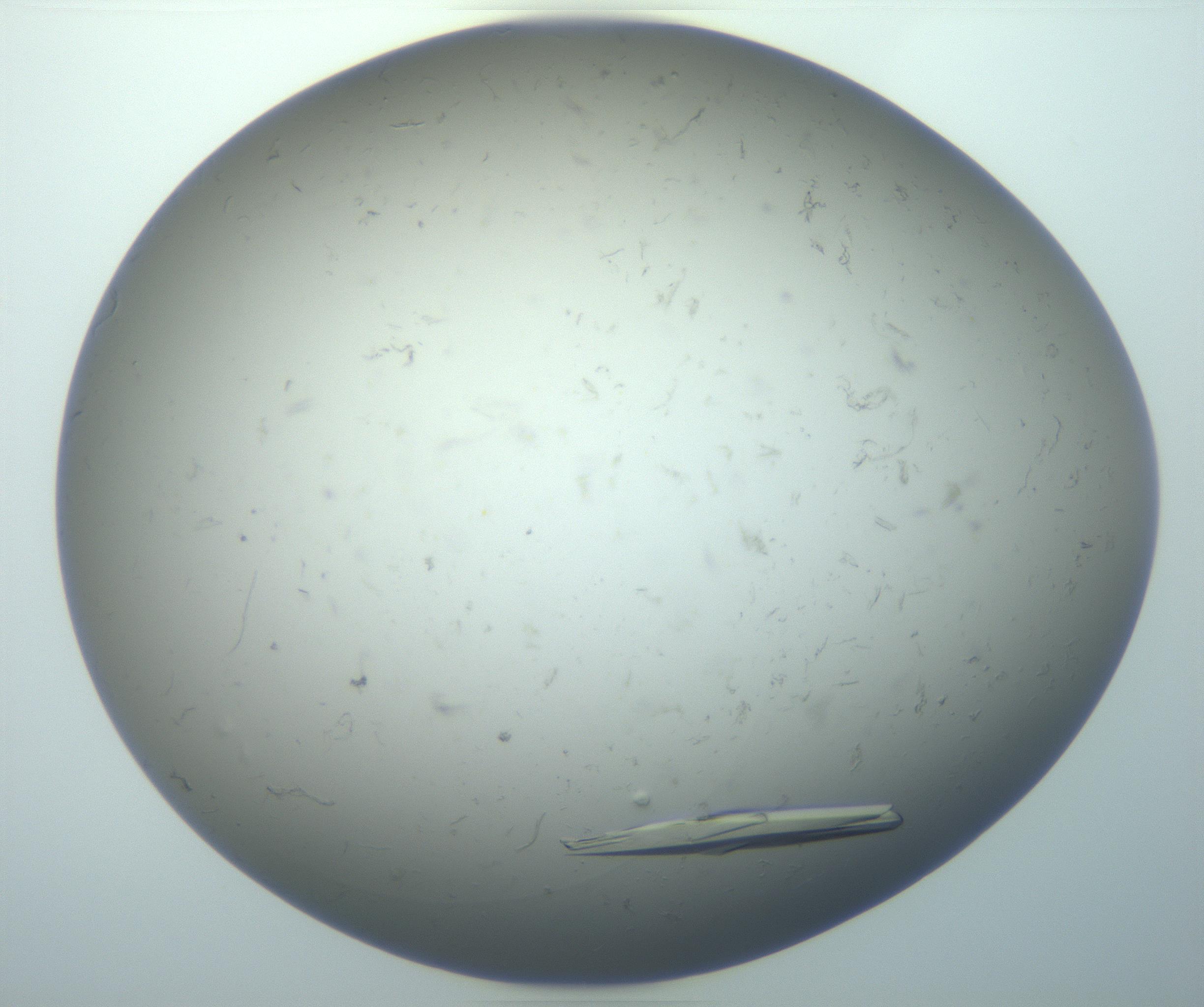 RI01_03_000_0212_Proj1_Clon1_MC_0000MC102926_010_161125_01_08_01_00_99_002_001_RAI.jpg