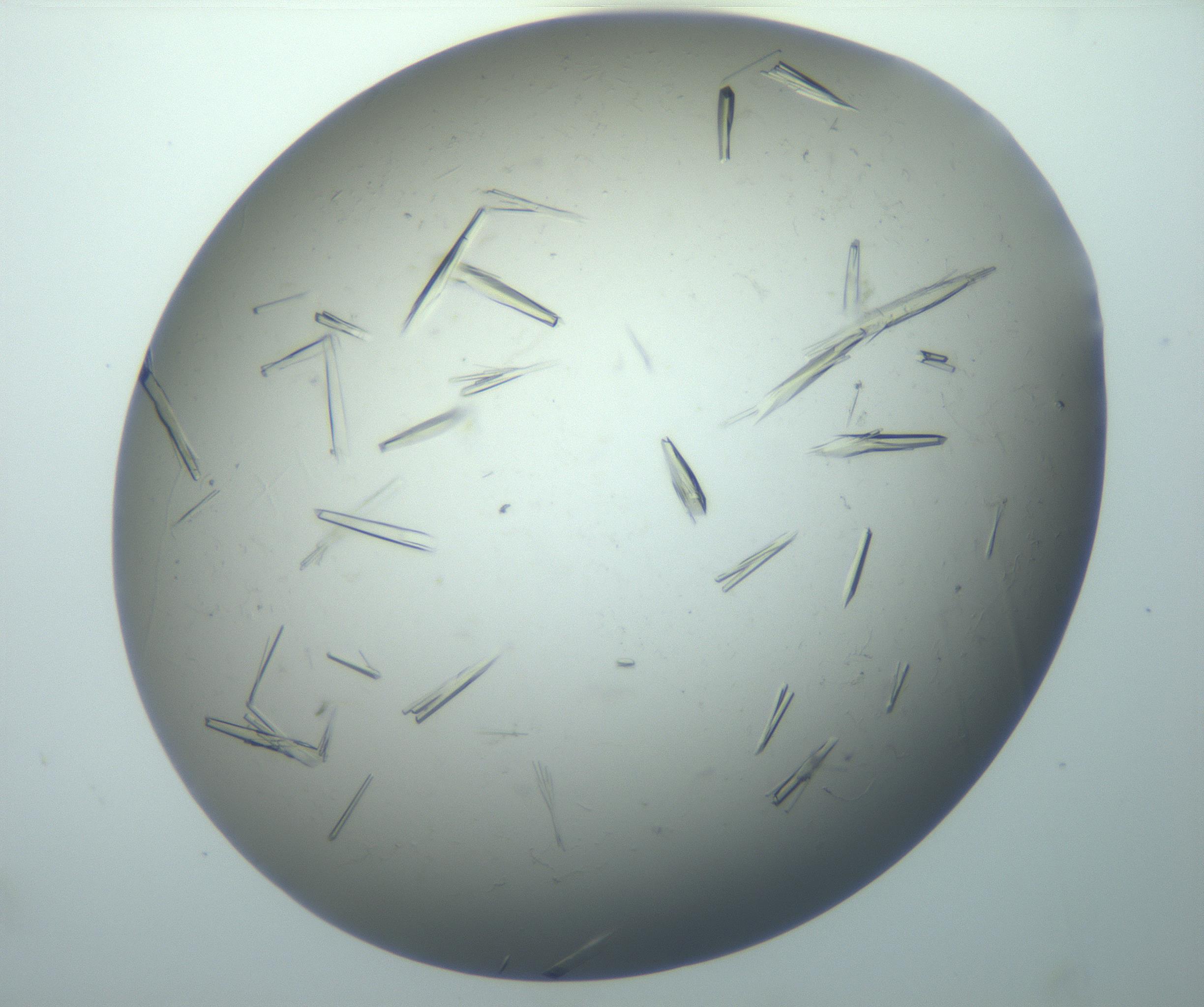 RI01_03_000_0212_Proj1_Clon1_MC_0000MC102926_010_161125_03_08_02_00_99_002_001_RAI.jpg