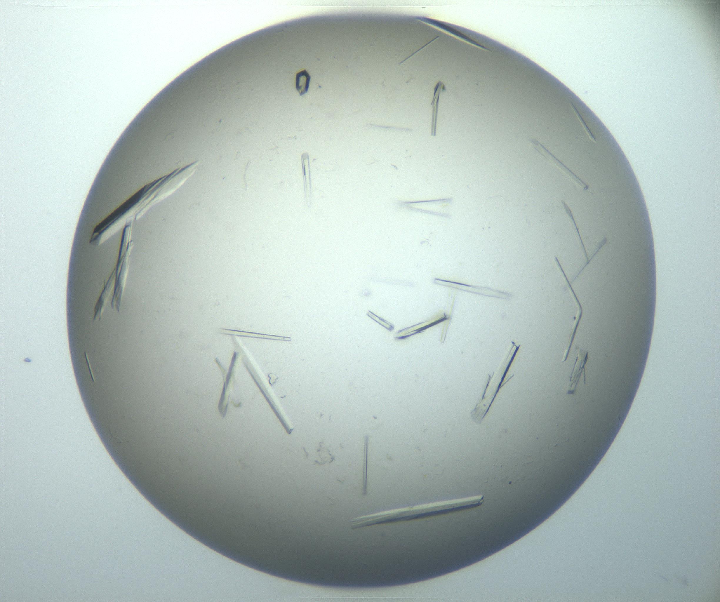 RI01_03_000_0212_Proj1_Clon1_MC_0000MC102926_010_161125_04_07_02_00_99_002_001_RAI.jpg