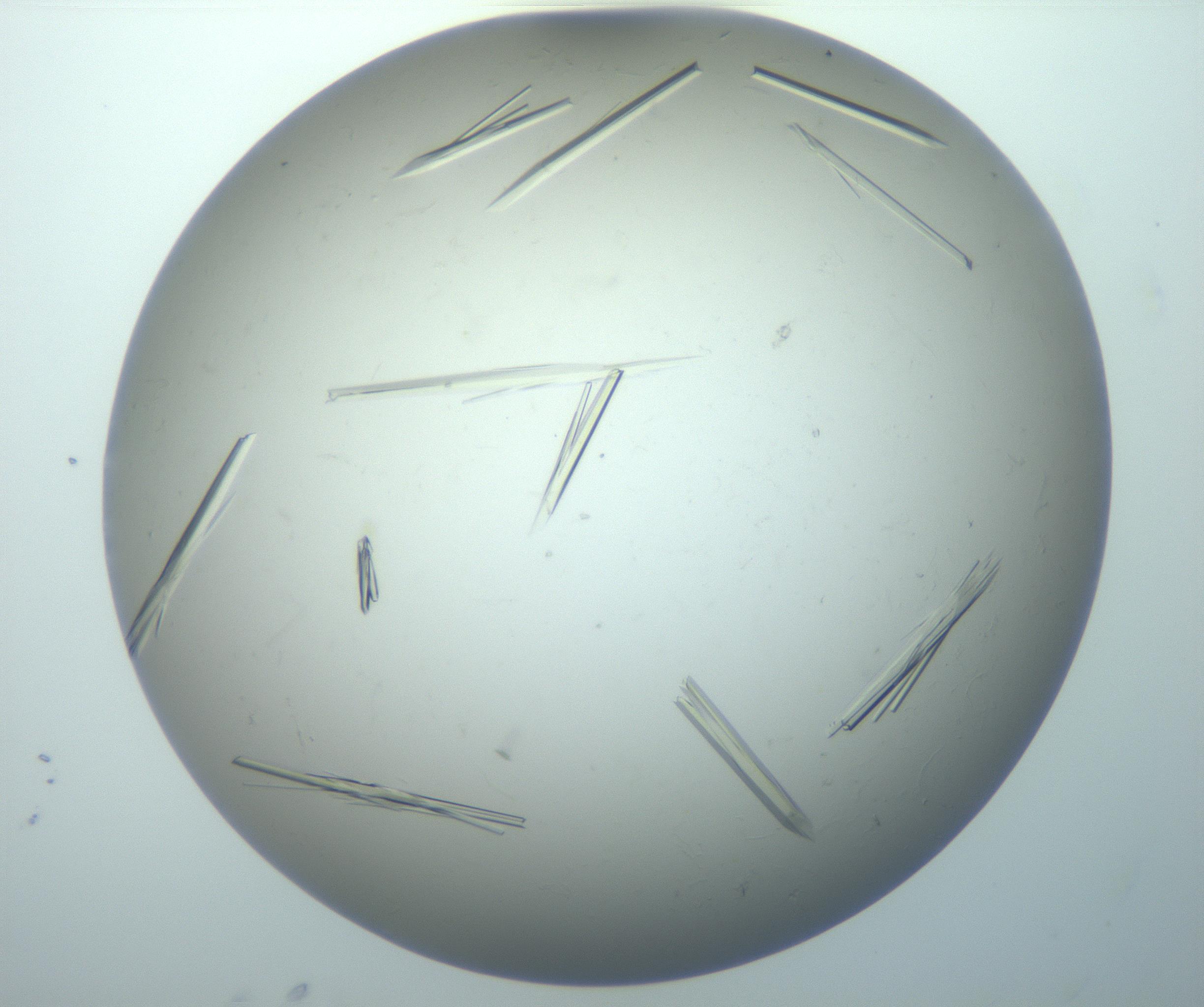 RI01_03_000_0212_Proj1_Clon1_MC_0000MC102926_010_161125_05_07_02_00_99_002_001_RAI.jpg