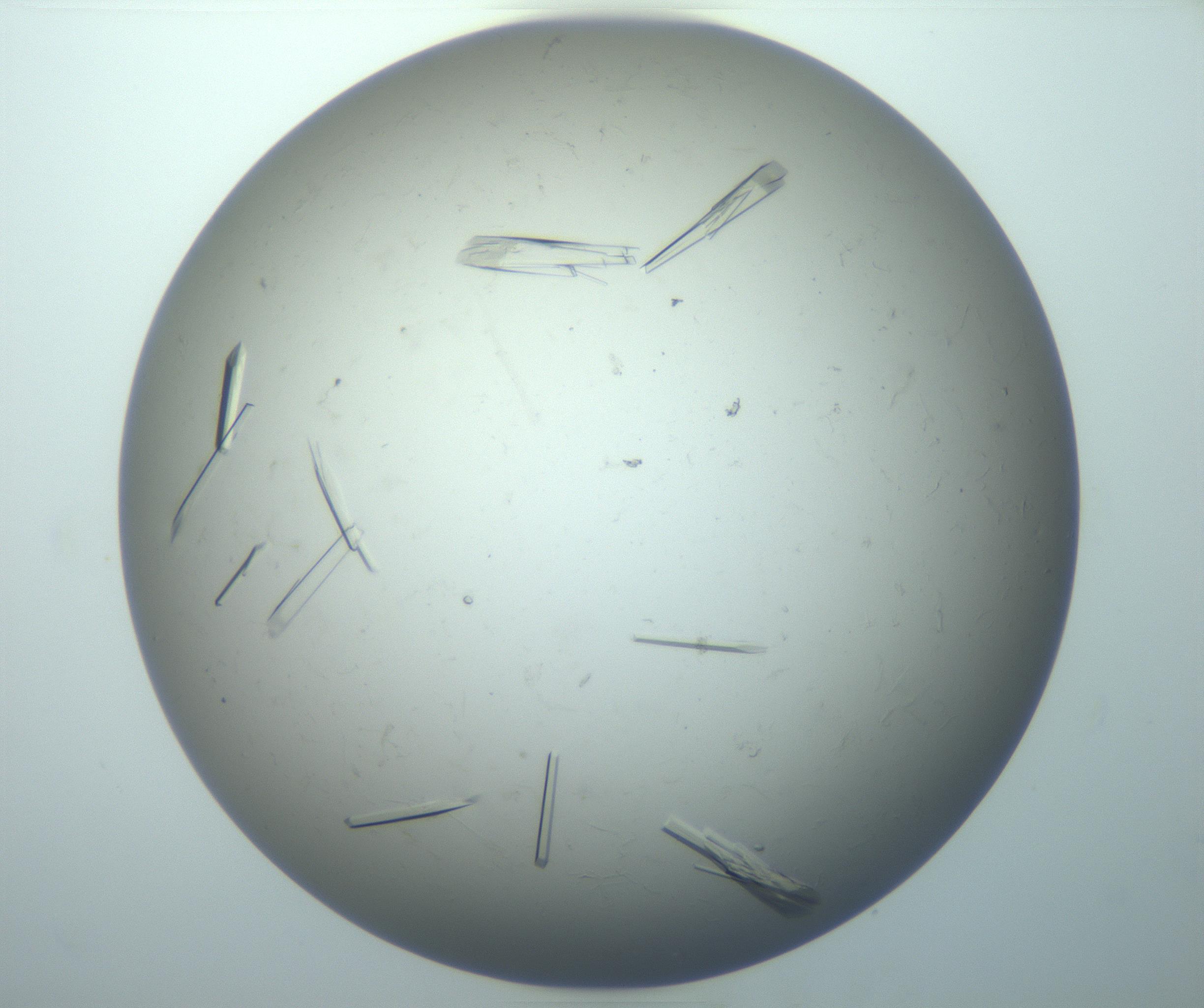 RI01_03_000_0212_Proj1_Clon1_MC_0000MC102926_010_161125_07_07_02_00_99_002_001_RAI.jpg