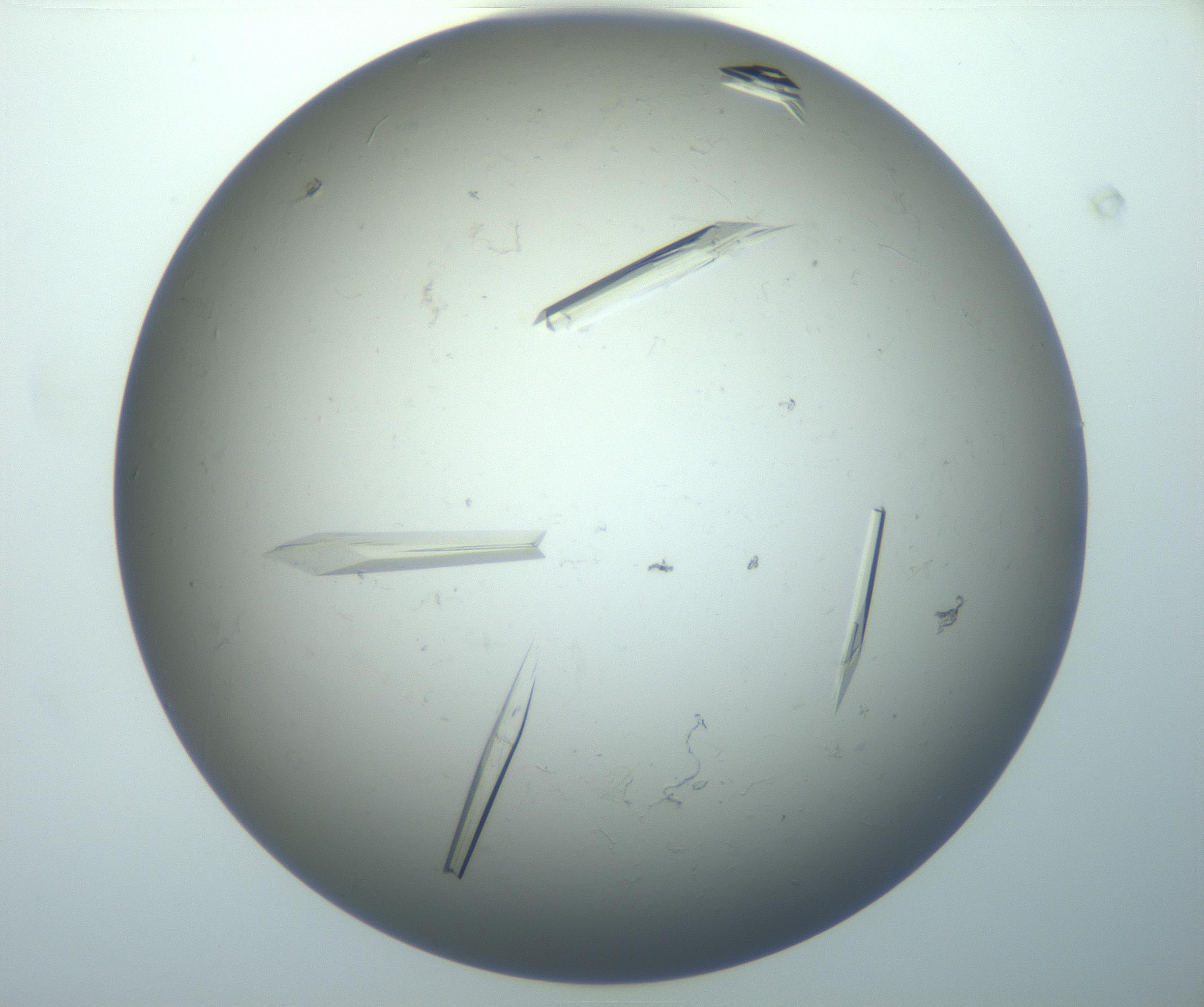 RI01_03_000_0212_Proj1_Clon1_MC_0000MC102926_010_161125_08_01_02_00_99_002_001_RAI.jpg