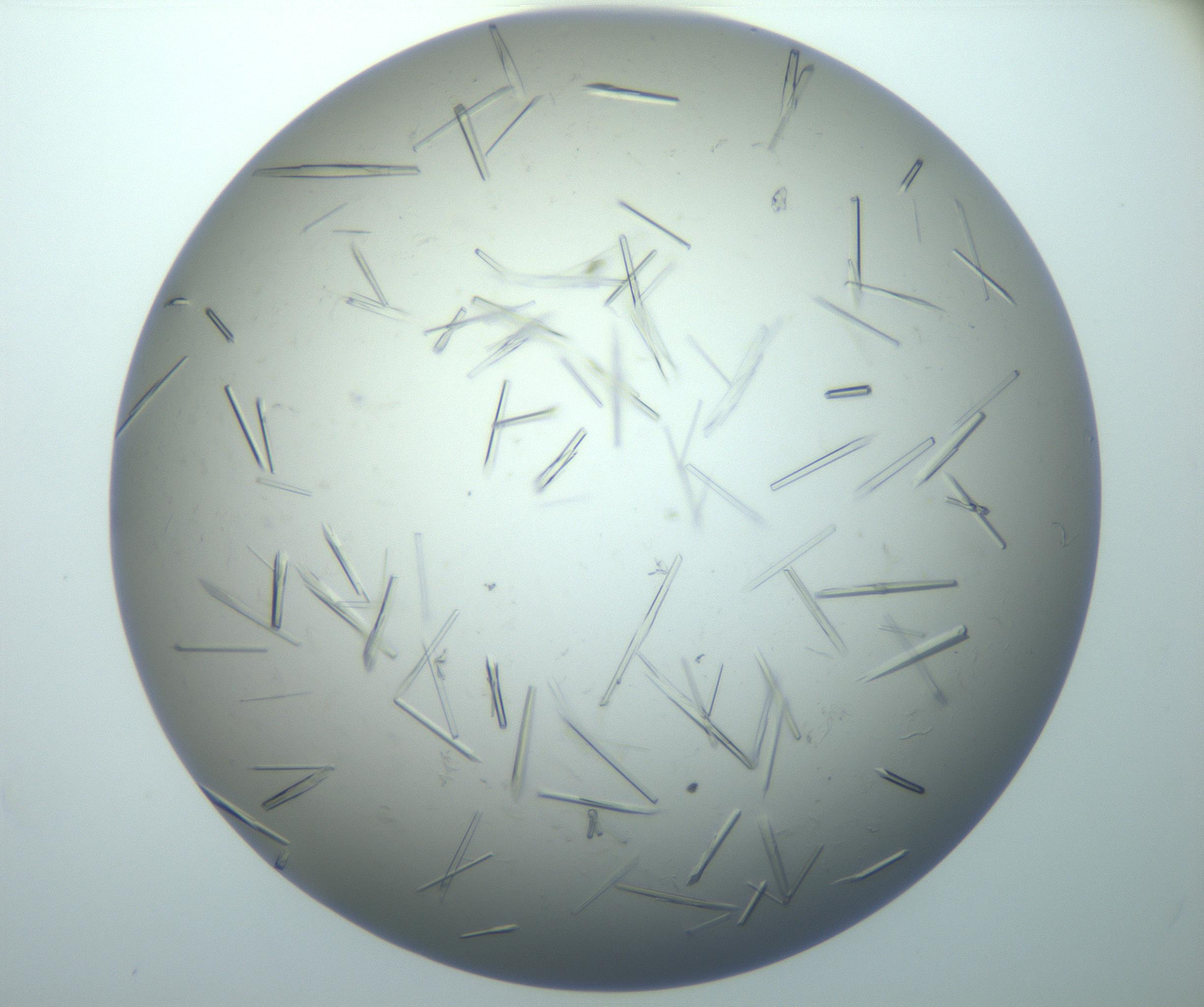 RI01_03_000_0212_Proj1_Clon1_MC_0000MC102926_010_161125_08_07_02_00_99_002_001_RAI.jpg