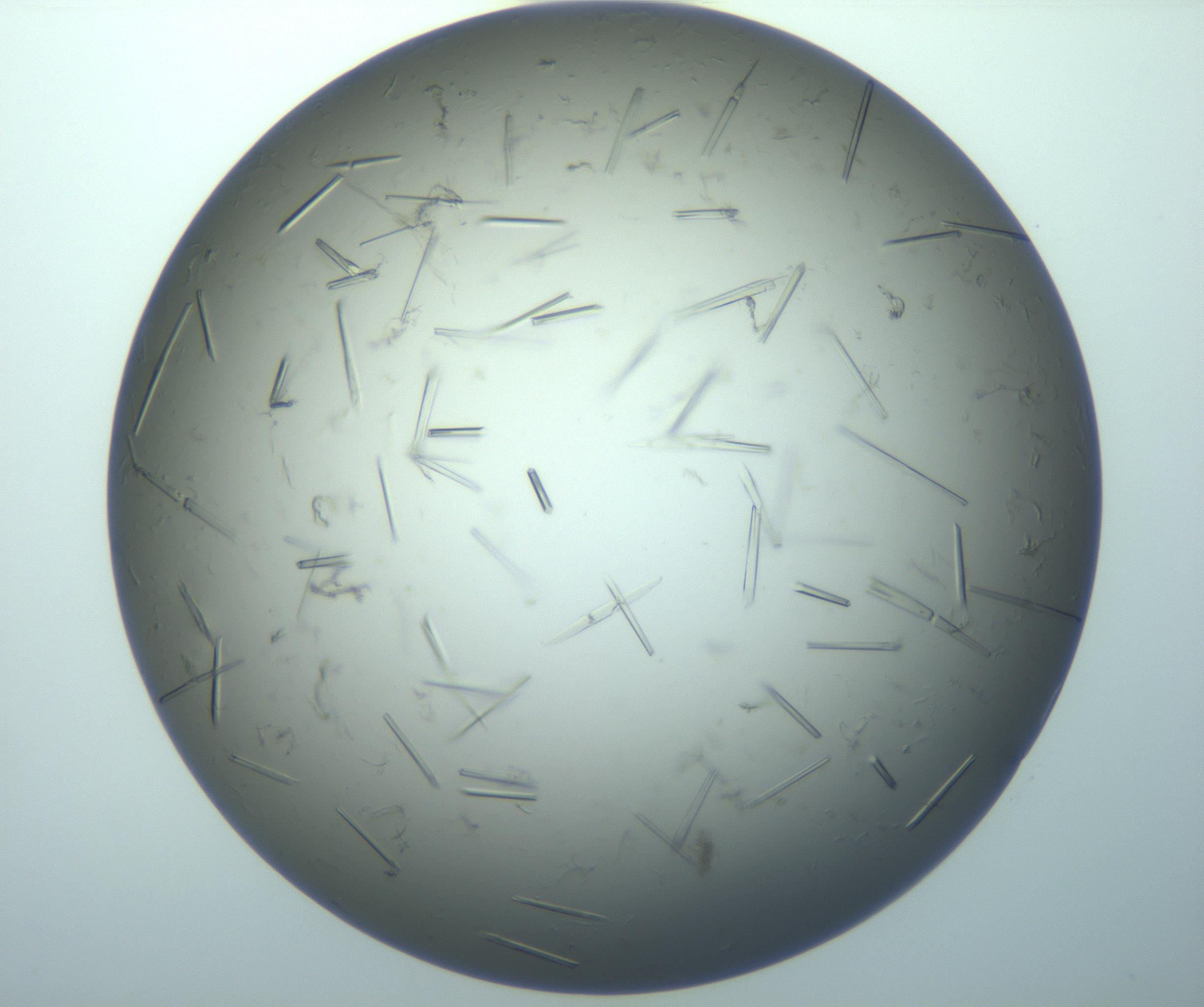 RI01_03_000_0212_Proj1_Clon1_MC_0000MC102926_017_170113_03_04_01_00_99_002_001_RAI.jpg