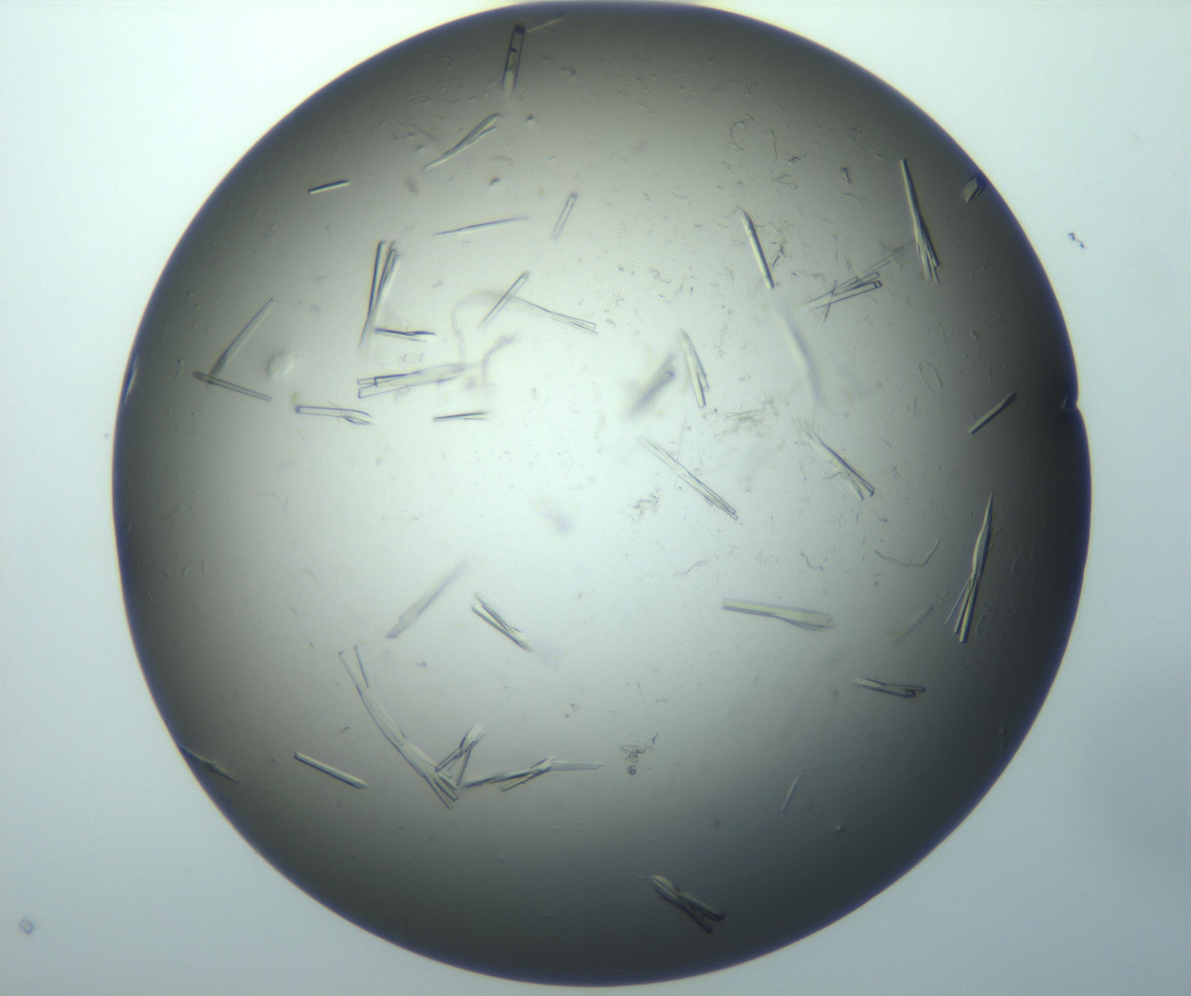 RI01_03_000_0212_Proj1_Clon1_MC_0000MC102926_017_170113_07_07_01_00_99_002_001_RAI.jpg