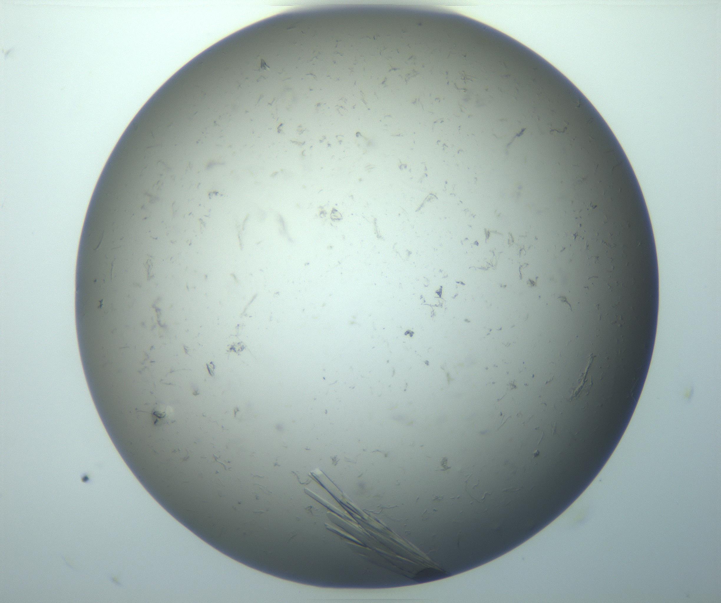 RI01_03_000_0212_Proj1_Clon1_MC_0000MC102926_017_170113_09_03_02_00_99_002_001_RAI.jpg