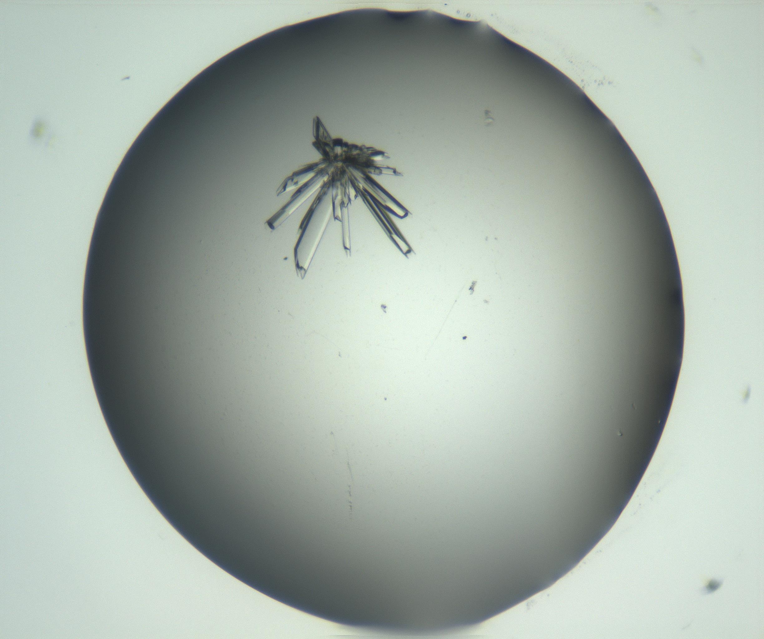 RI01_03_000_0212_Proj1_Clon1_MC_0000MC102927_002_161105_11_01_02_00_99_002_001_RAI.jpg