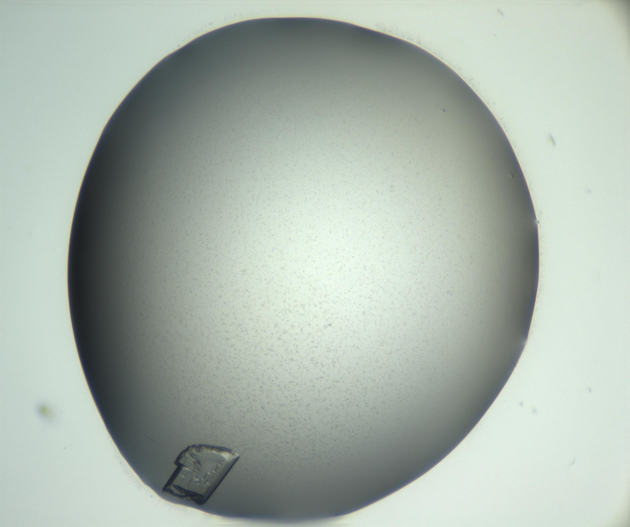 RI01_03_000_0212_Proj1_Clon1_MC_0000MC102927_002_161105_11_03_01_00_99_002_001_RAI.jpg