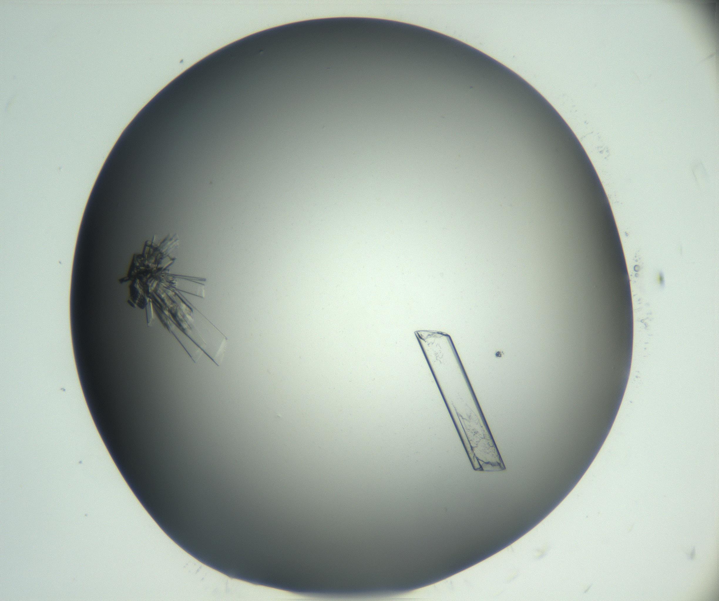 RI01_03_000_0212_Proj1_Clon1_MC_0000MC102927_002_161105_11_03_02_00_99_002_001_RAI.jpg