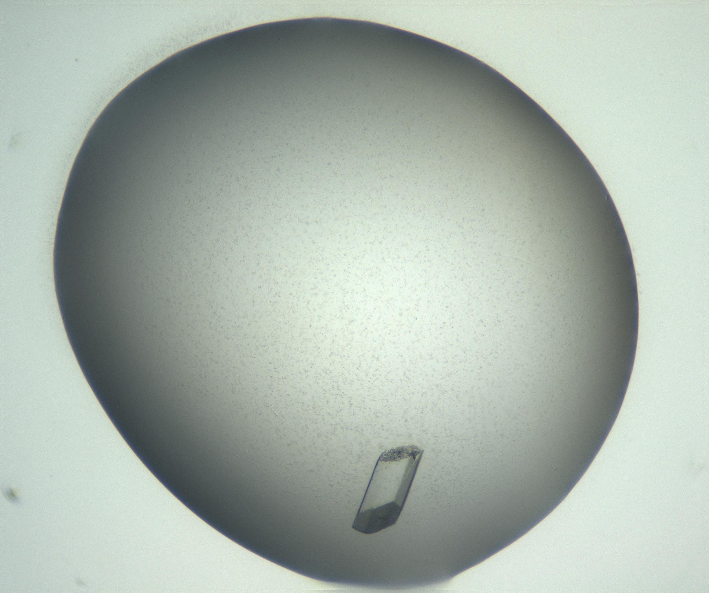 RI01_03_000_0212_Proj1_Clon1_MC_0000MC102927_002_161105_11_04_01_00_99_002_001_RAI.jpg
