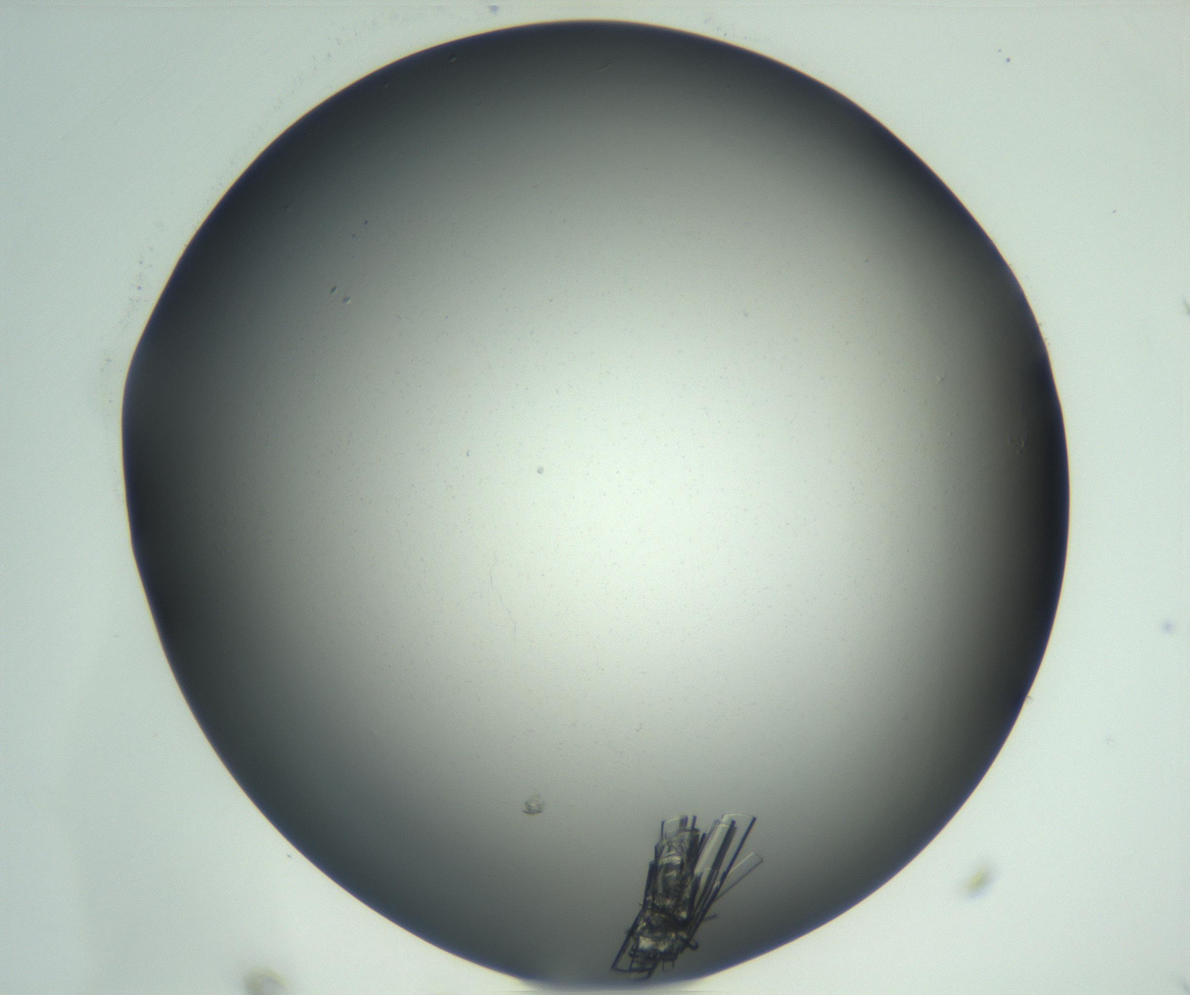 RI01_03_000_0212_Proj1_Clon1_MC_0000MC102927_002_161105_11_04_02_00_99_002_001_RAI.jpg