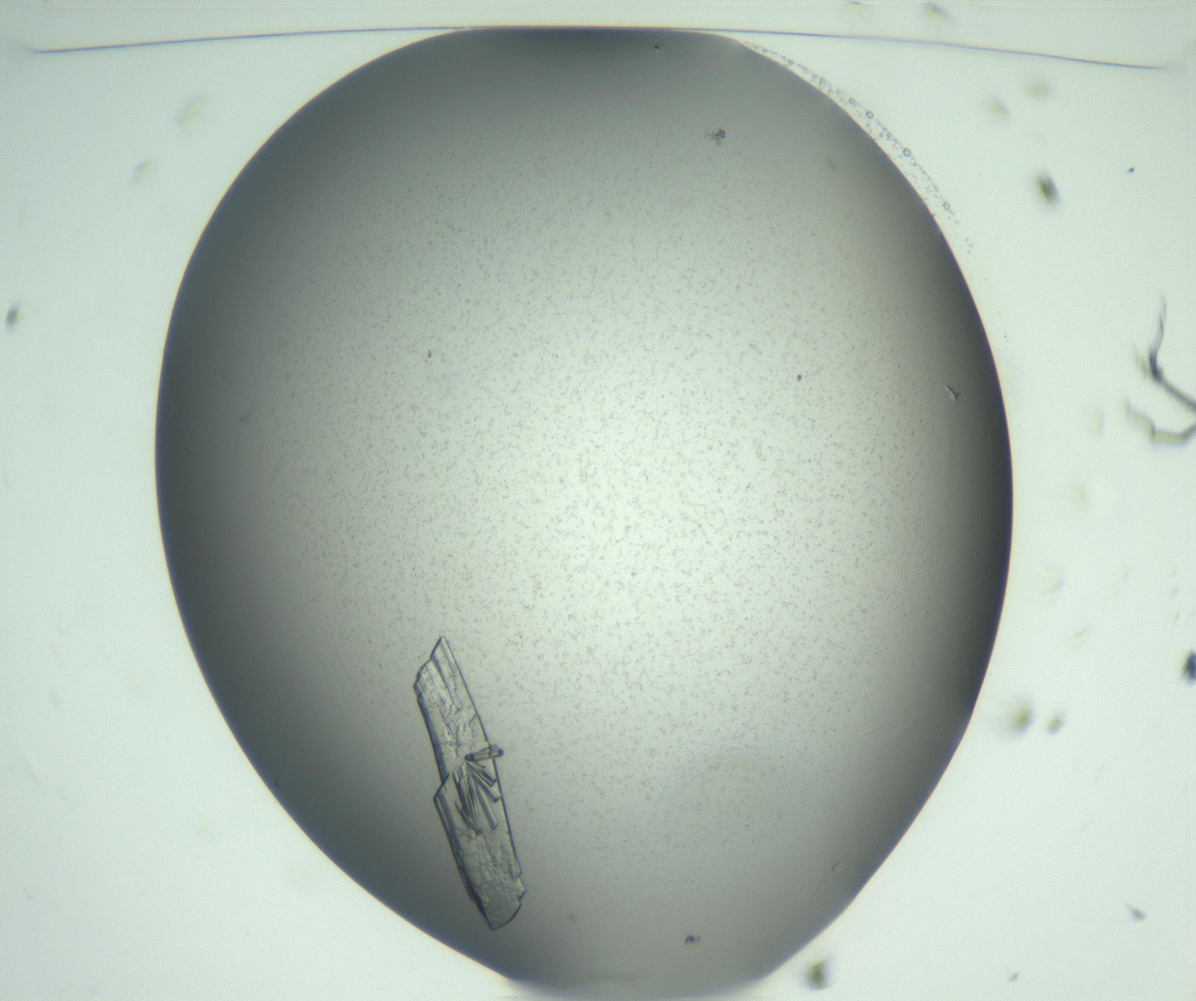 RI01_03_000_0212_Proj1_Clon1_MC_0000MC102927_006_161114_11_01_01_00_99_002_001_RAI.jpg