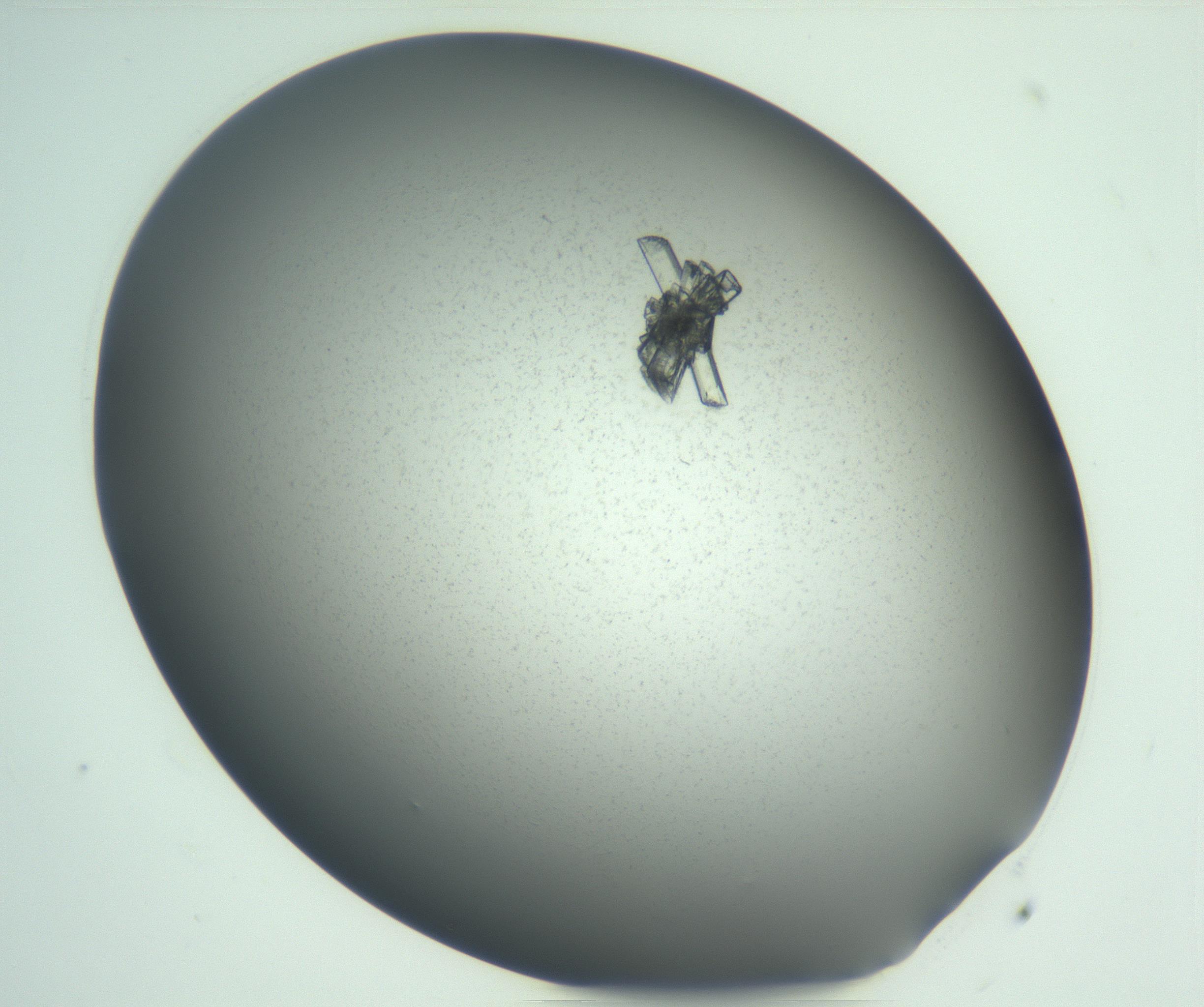 RI01_03_000_0212_Proj1_Clon1_MC_0000MC102928_002_161105_05_02_01_00_99_002_001_RAI.jpg
