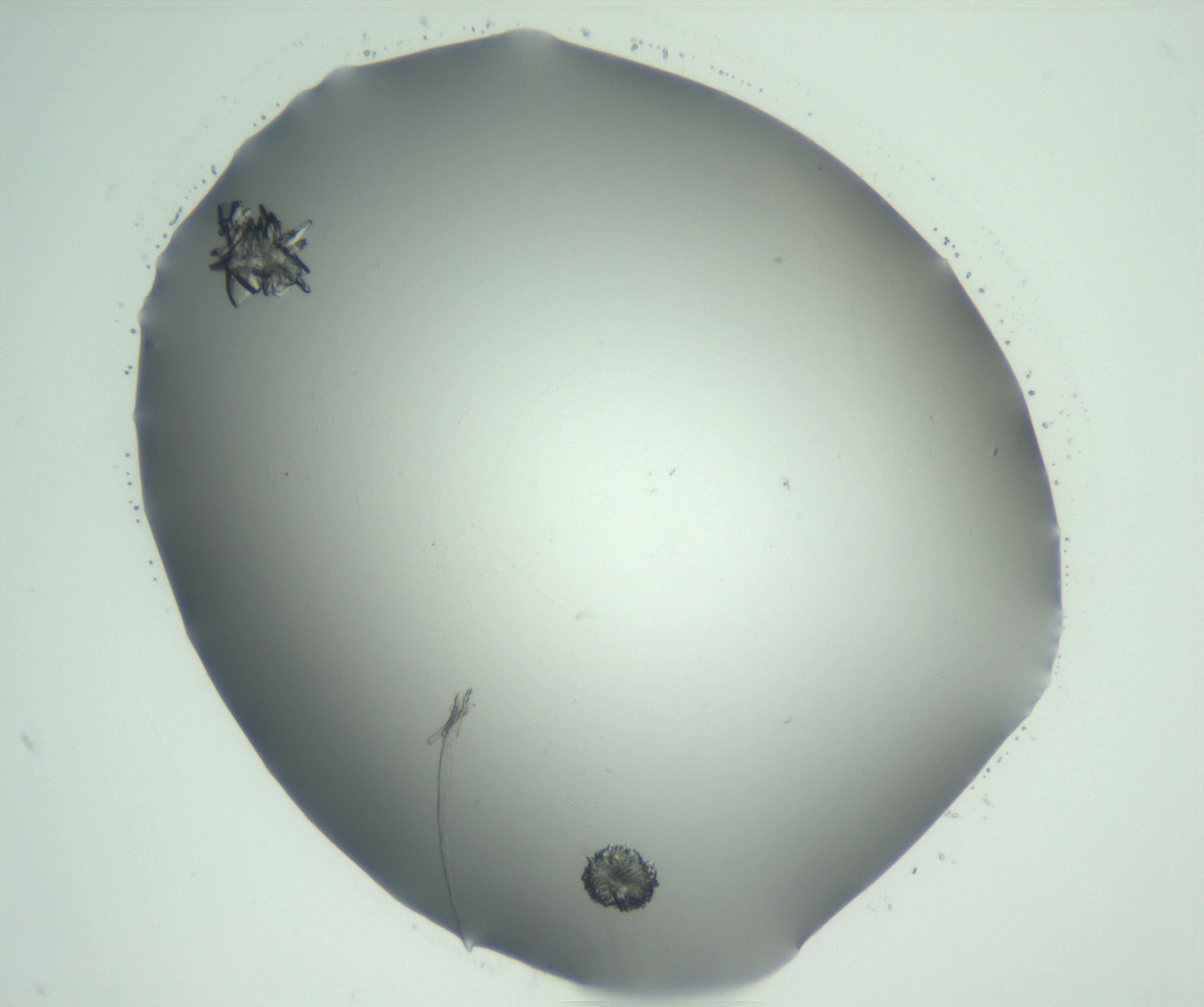 RI01_03_000_0212_Proj1_Clon1_MC_0000MC102928_002_161105_10_02_01_00_99_002_001_RAI.jpg