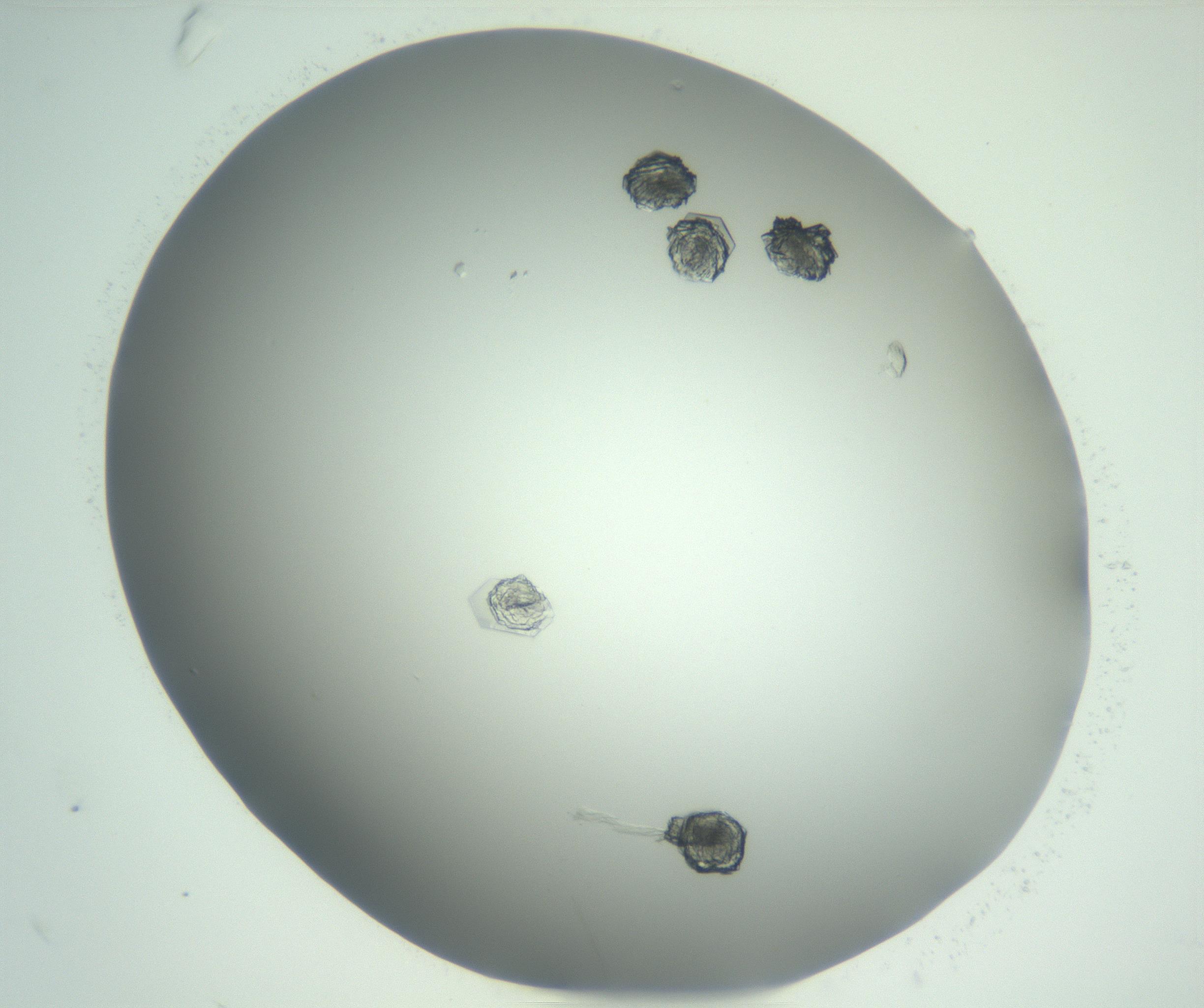 RI01_03_000_0212_Proj1_Clon1_MC_0000MC102928_002_161105_10_02_02_00_99_002_001_RAI.jpg