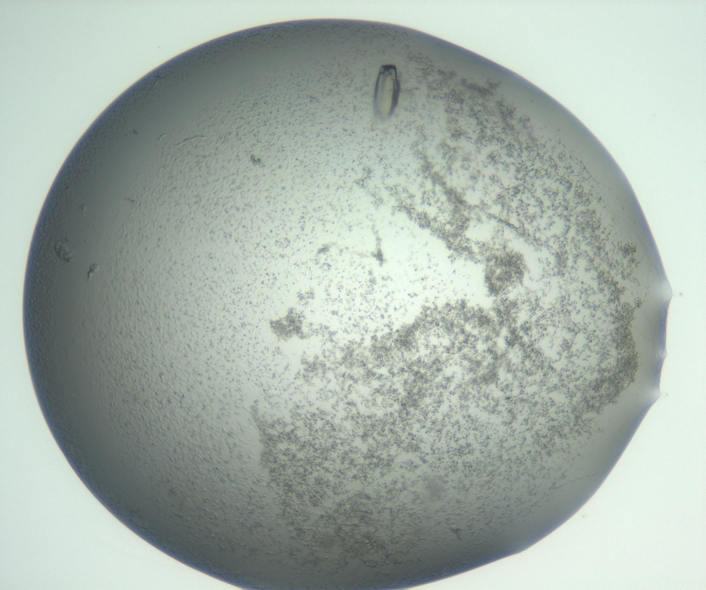 RI01_03_000_0212_Proj1_Clon1_MC_0000MC102929_003_161107_01_08_01_00_99_002_001_RAI.jpg