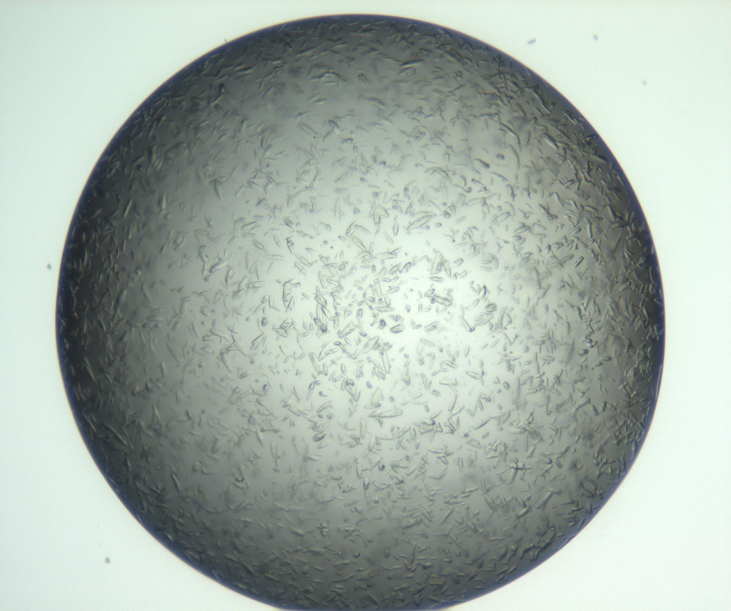 RI01_03_000_0212_Proj1_Clon1_MC_0000MC102929_003_161107_08_04_01_00_99_002_001_RAI.jpg