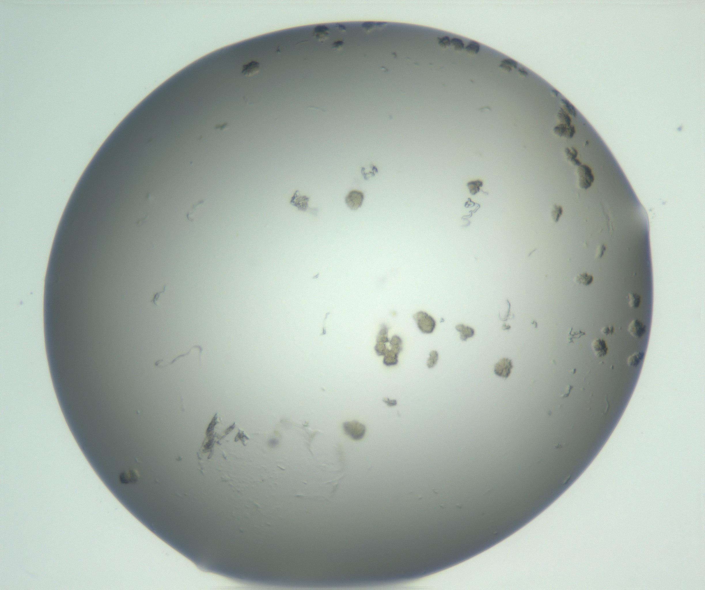 RI01_03_000_0212_Proj1_Clon1_MC_0000MC102929_003_161107_09_03_01_00_99_002_001_RAI.jpg