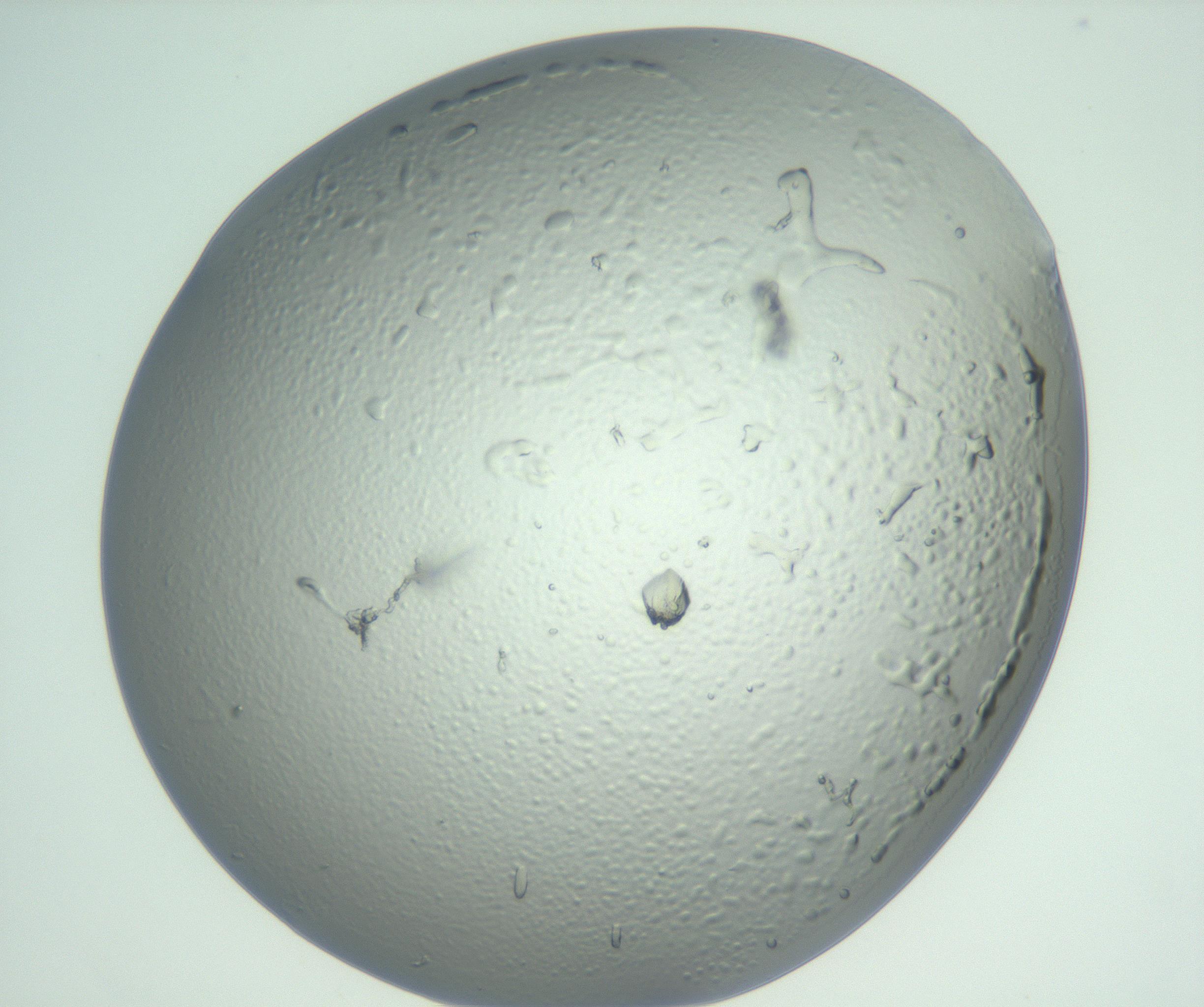 RI01_03_000_0212_Proj1_Clon1_MC_0000MC102929_003_161107_11_06_02_00_99_002_001_RAI.jpg