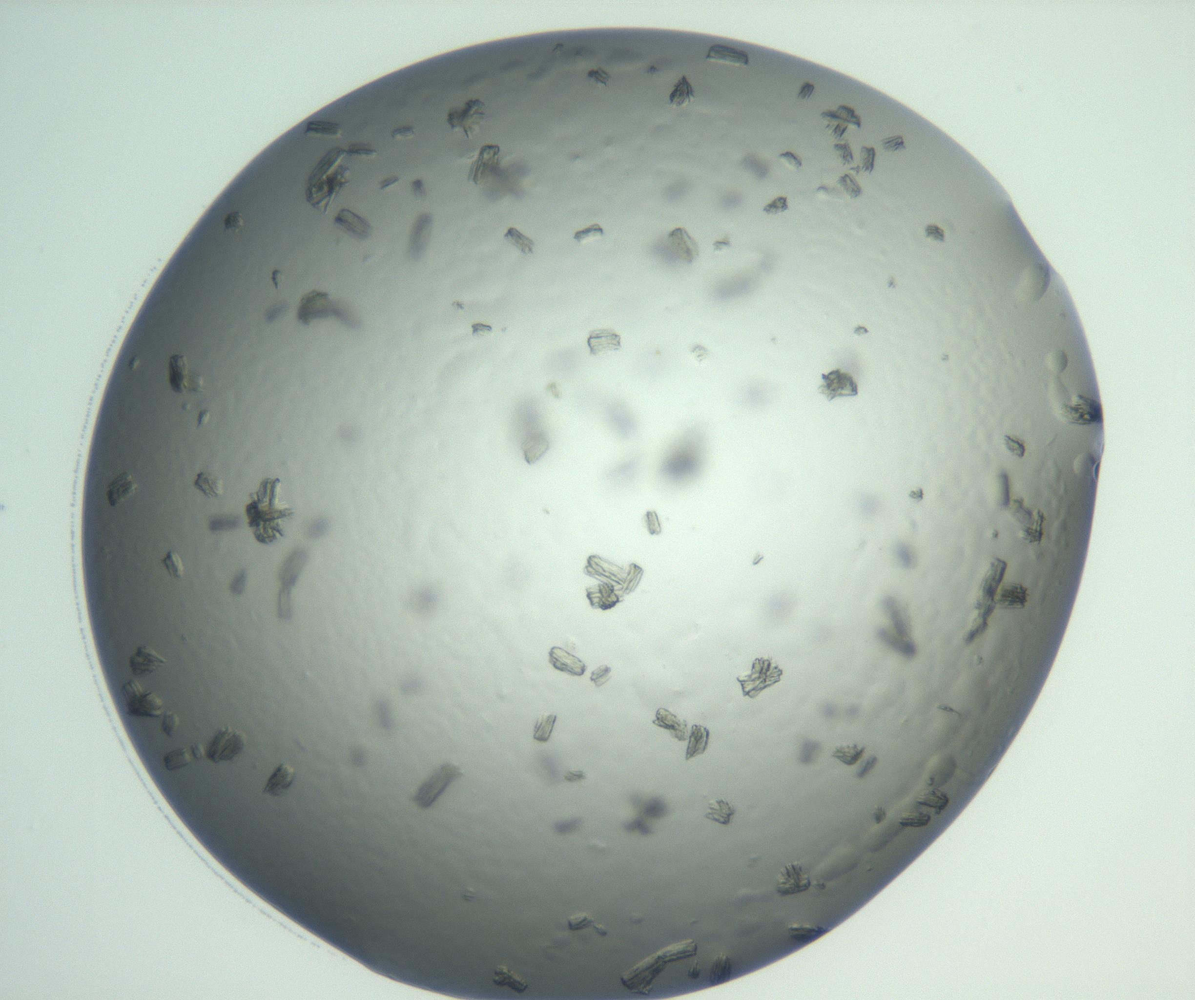 RI01_03_000_0212_Proj1_Clon1_MC_0000MC102929_004_161109_06_08_01_00_99_002_001_RAI.jpg