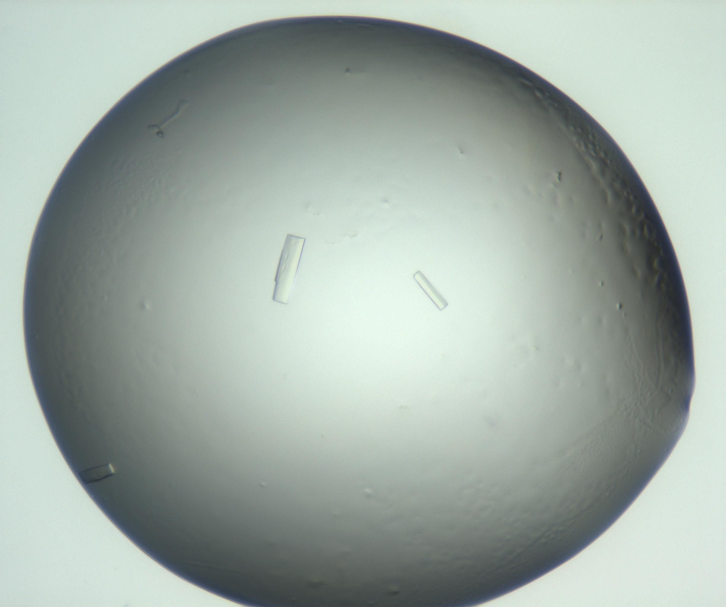 RI01_03_000_0212_Proj1_Clon1_MC_0000MC102929_004_161109_09_06_01_00_99_002_001_RAI.jpg