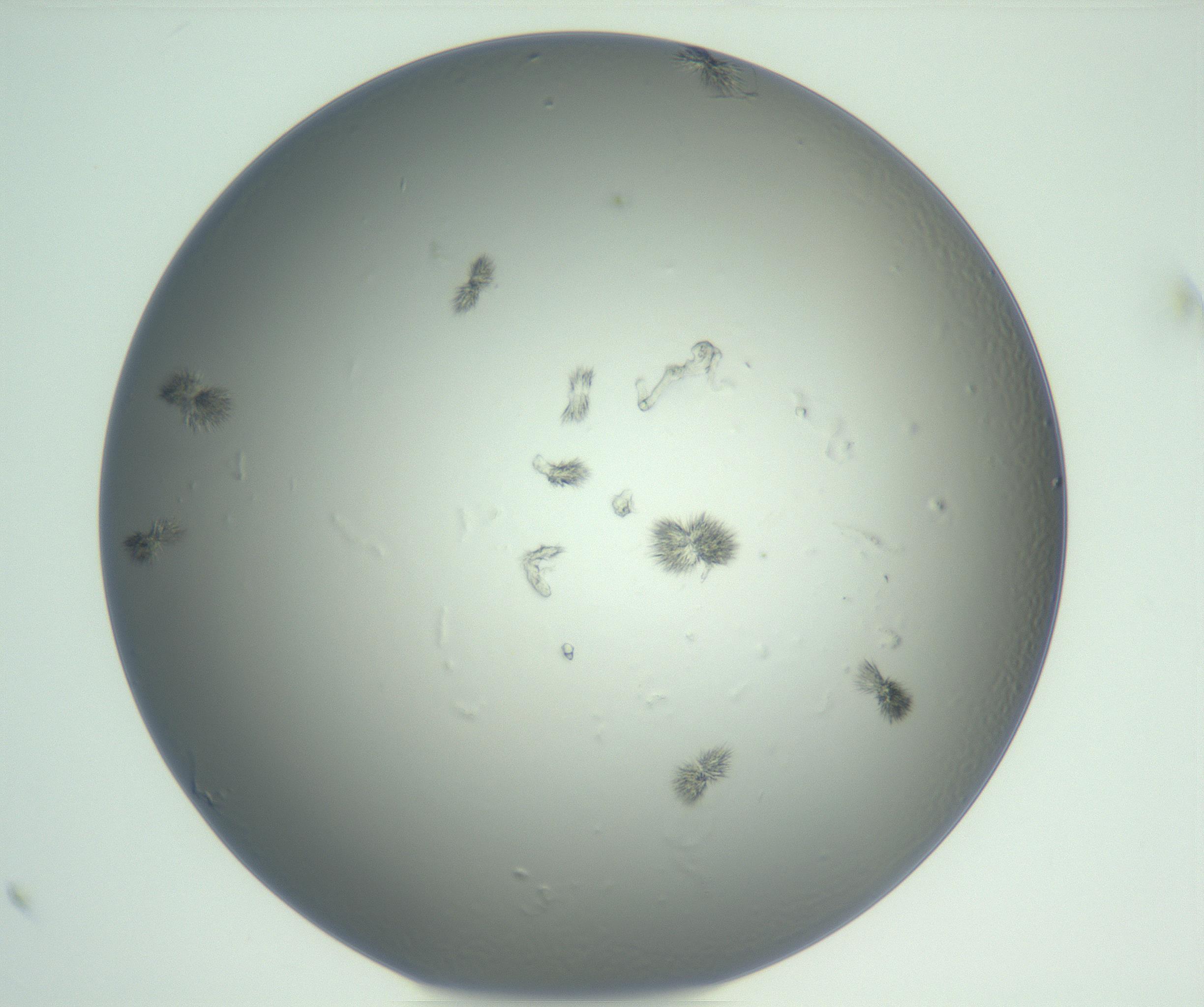 RI01_03_000_0212_Proj1_Clon1_MC_0000MC102929_004_161109_12_01_01_00_99_002_001_RAI.jpg