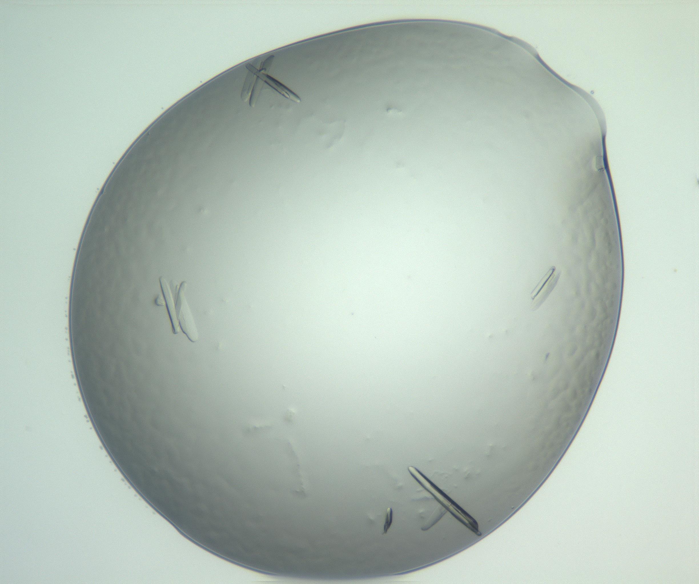 RI01_03_000_0212_Proj1_Clon1_MC_0000MC102929_005_161111_06_08_02_00_99_002_001_RAI.jpg