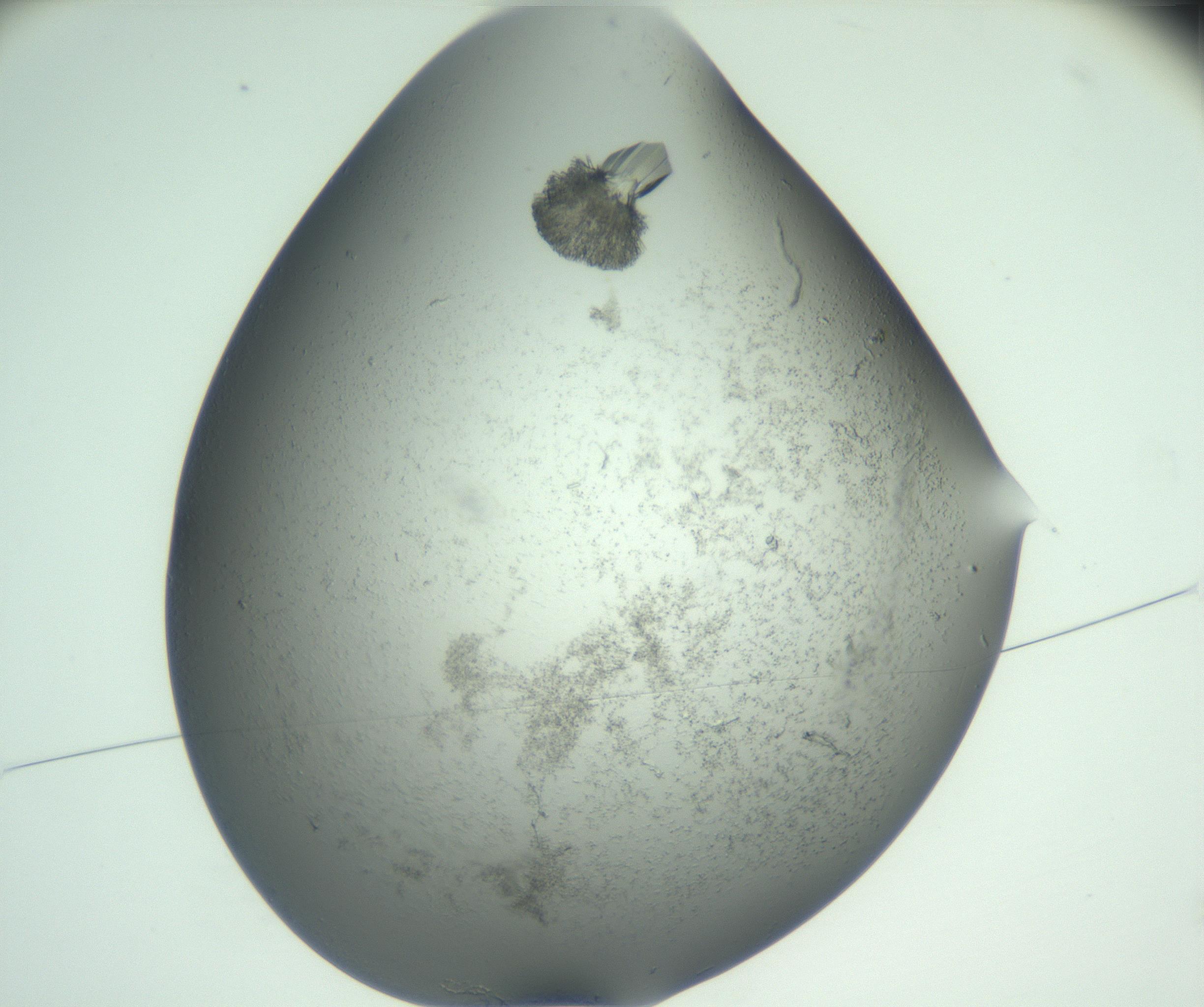 RI01_03_000_0212_Proj1_Clon1_MC_0000MC102930_004_161109_03_01_01_00_99_002_001_RAI.jpg