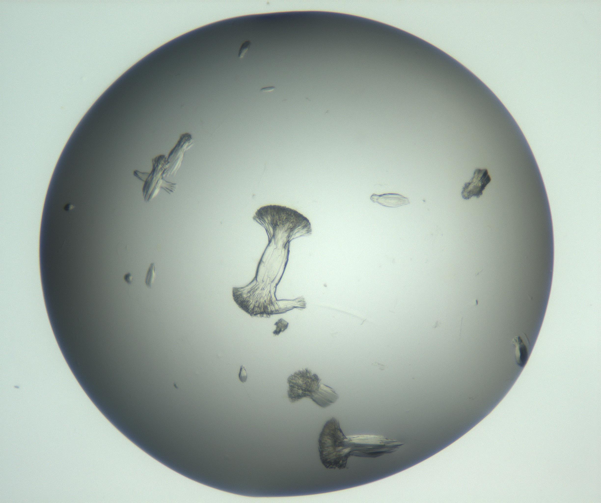 RI01_03_000_0212_Proj1_Clon1_MC_0000MC102930_004_161109_03_02_01_00_99_002_001_RAI.jpg