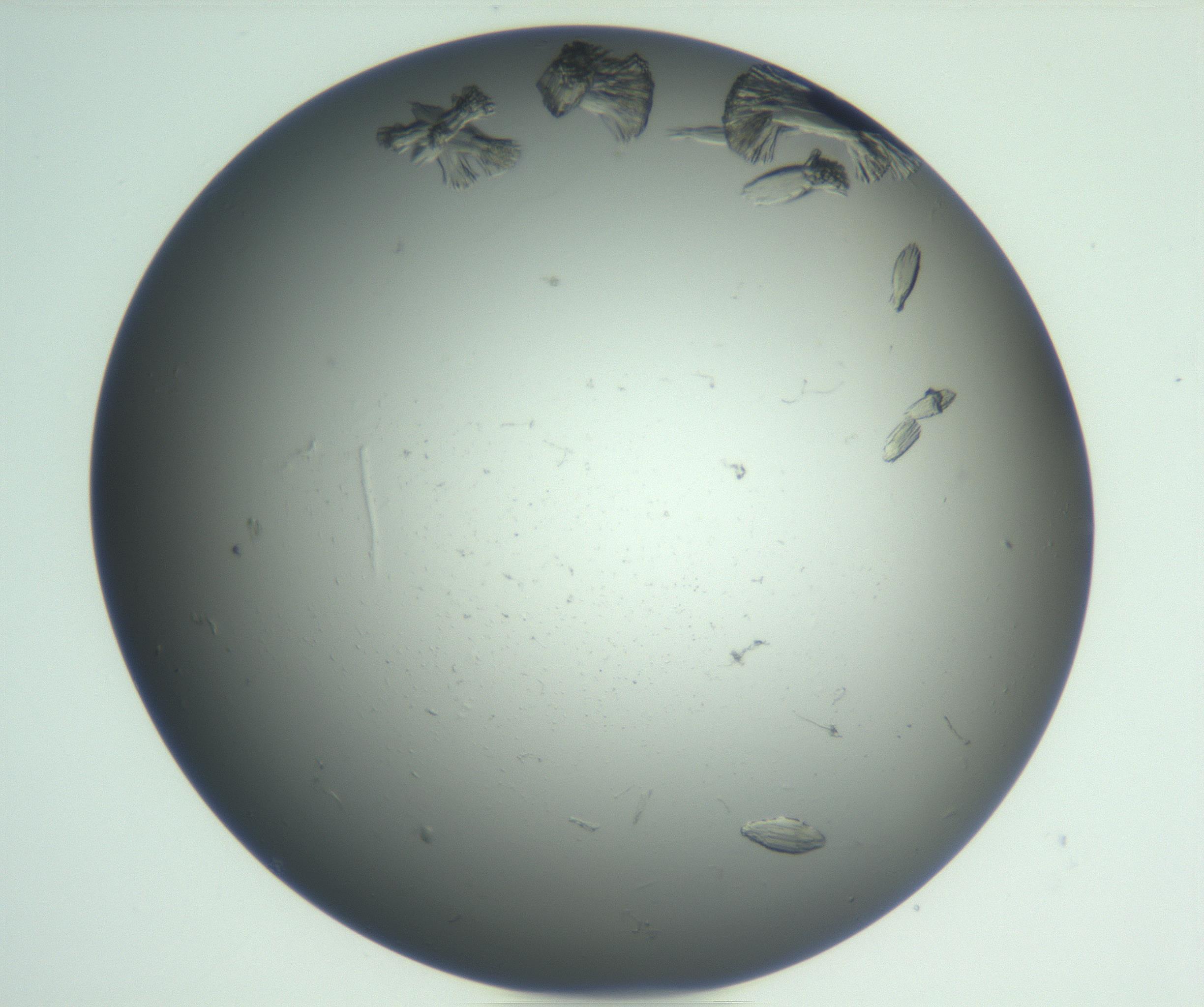 RI01_03_000_0212_Proj1_Clon1_MC_0000MC102930_004_161109_03_04_01_00_99_002_001_RAI.jpg