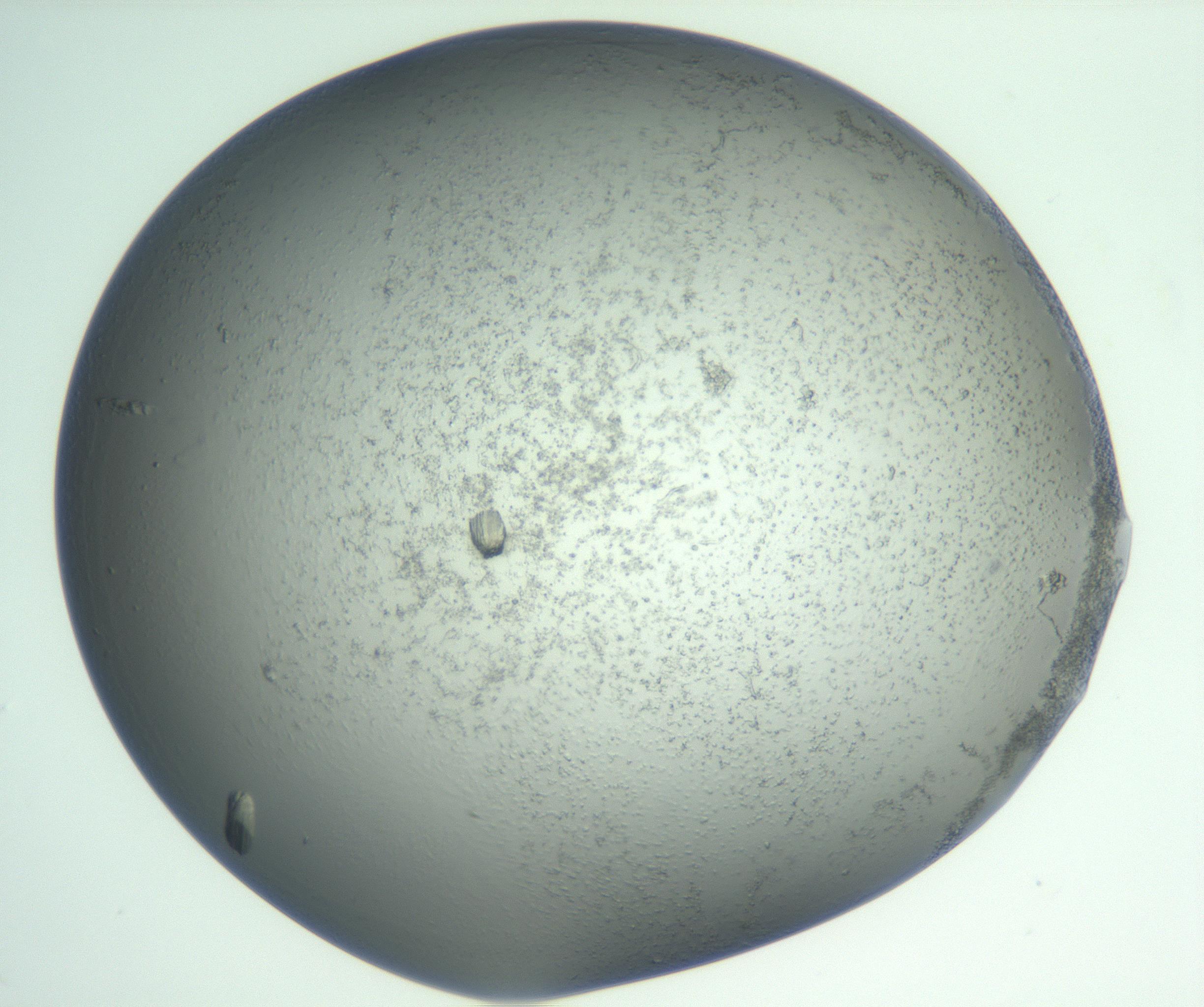 RI01_03_000_0212_Proj1_Clon1_MC_0000MC102930_004_161109_04_02_01_00_99_002_001_RAI.jpg
