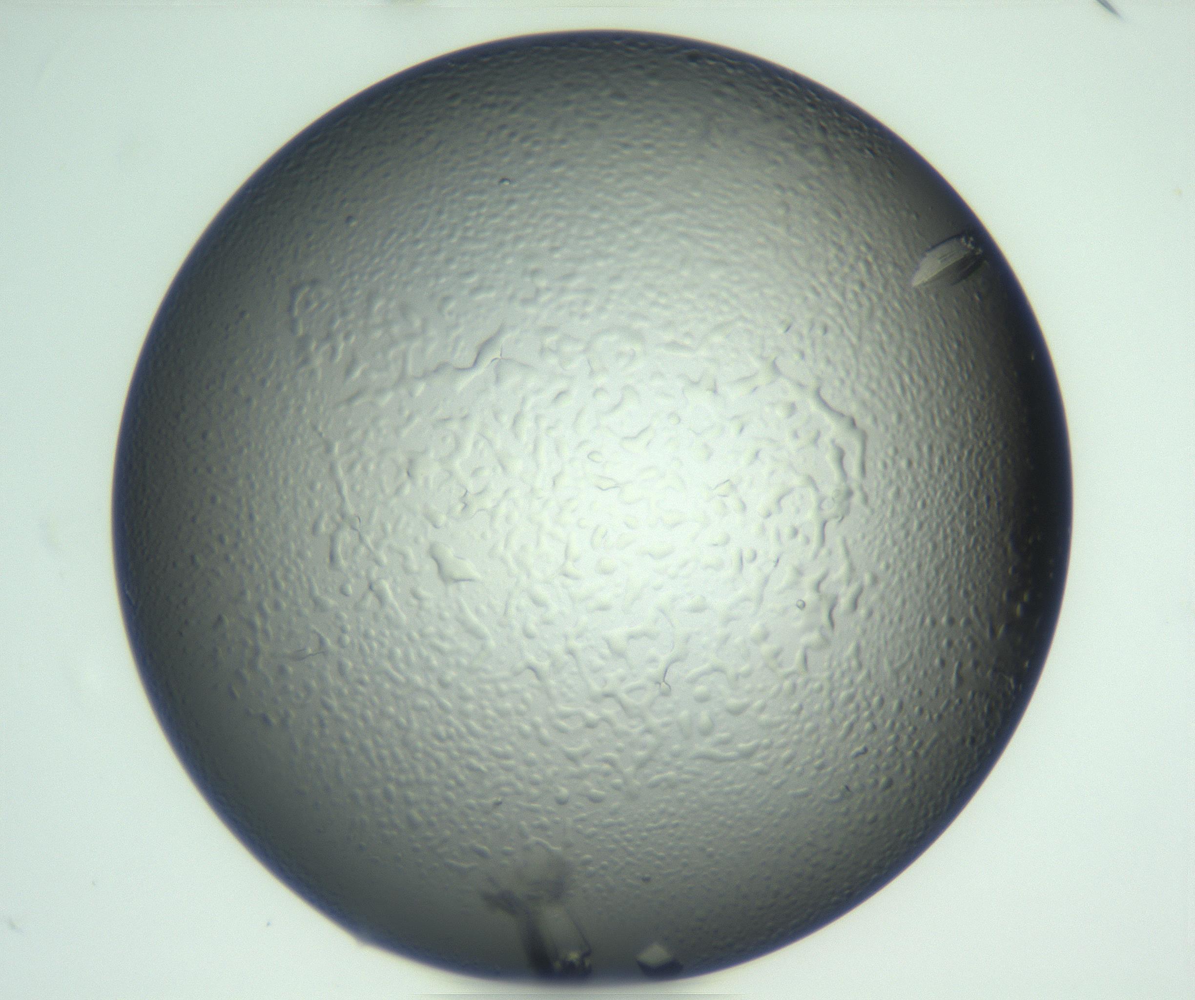 RI01_03_000_0212_Proj1_Clon1_MC_0000MC102930_004_161109_10_05_01_00_99_002_001_RAI.jpg