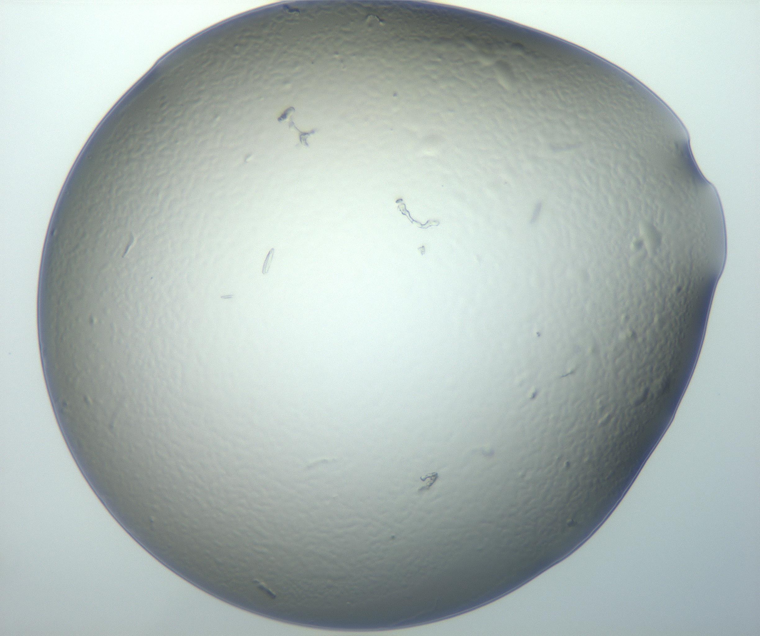 RI01_03_000_0212_Proj1_Clon1_MC_0000MC102932_004_161107_01_08_02_00_99_002_001_RAI.jpg