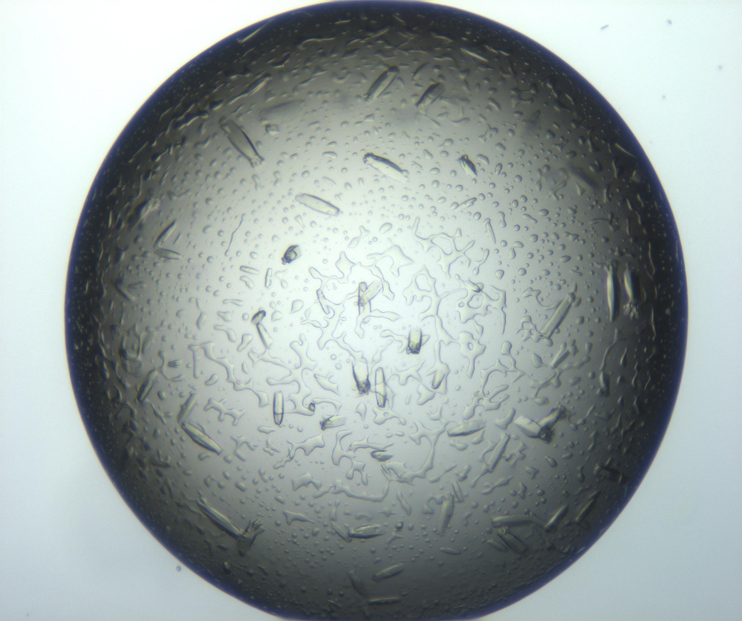 RI01_03_000_0212_Proj1_Clon1_MC_0000MC102932_004_161107_08_04_01_00_99_002_001_RAI.jpg