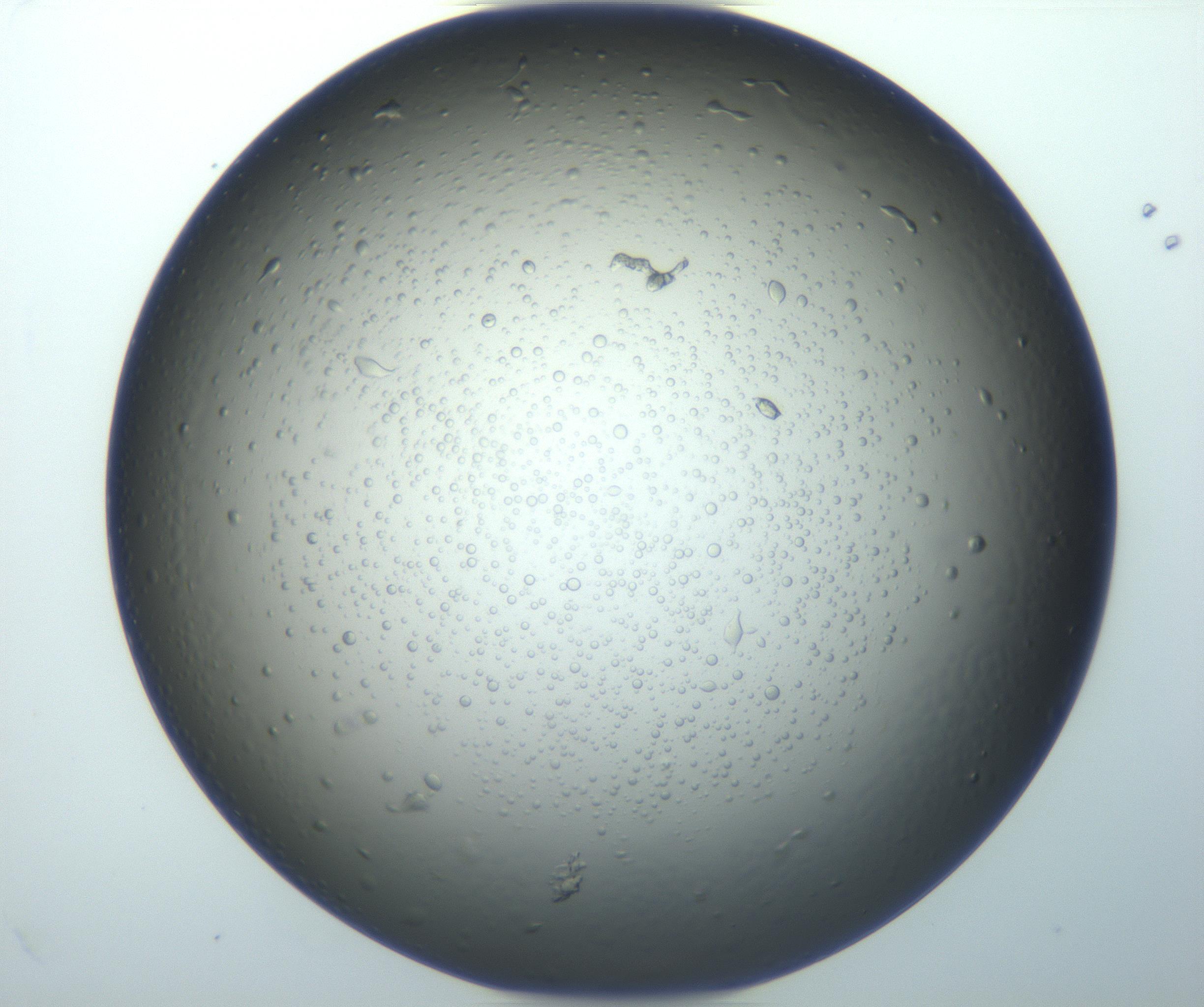 RI01_03_000_0212_Proj1_Clon1_MC_0000MC102932_004_161107_08_04_02_00_99_002_001_RAI.jpg