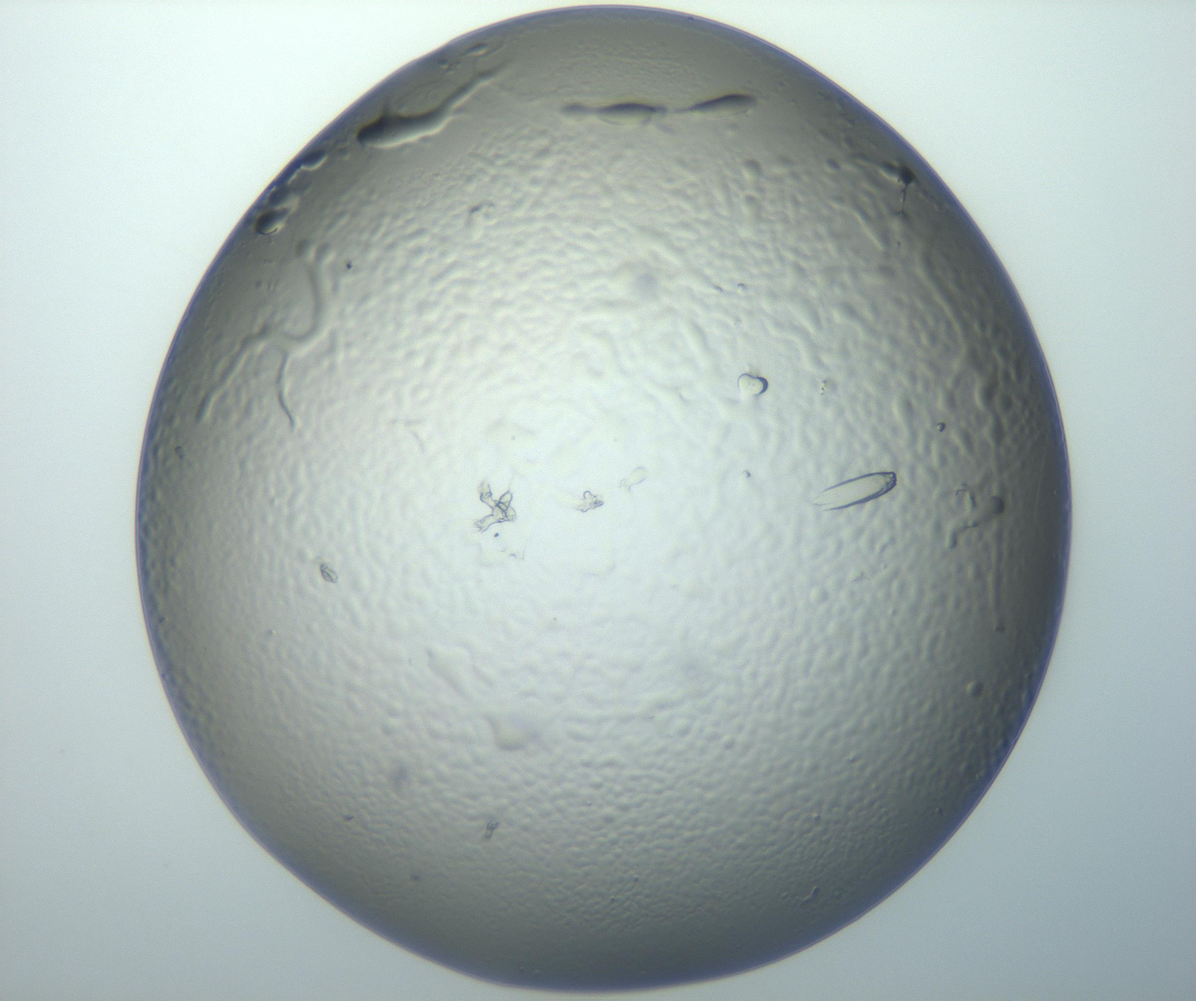 RI01_03_000_0212_Proj1_Clon1_MC_0000MC102932_004_161107_11_06_02_00_99_002_001_RAI.jpg