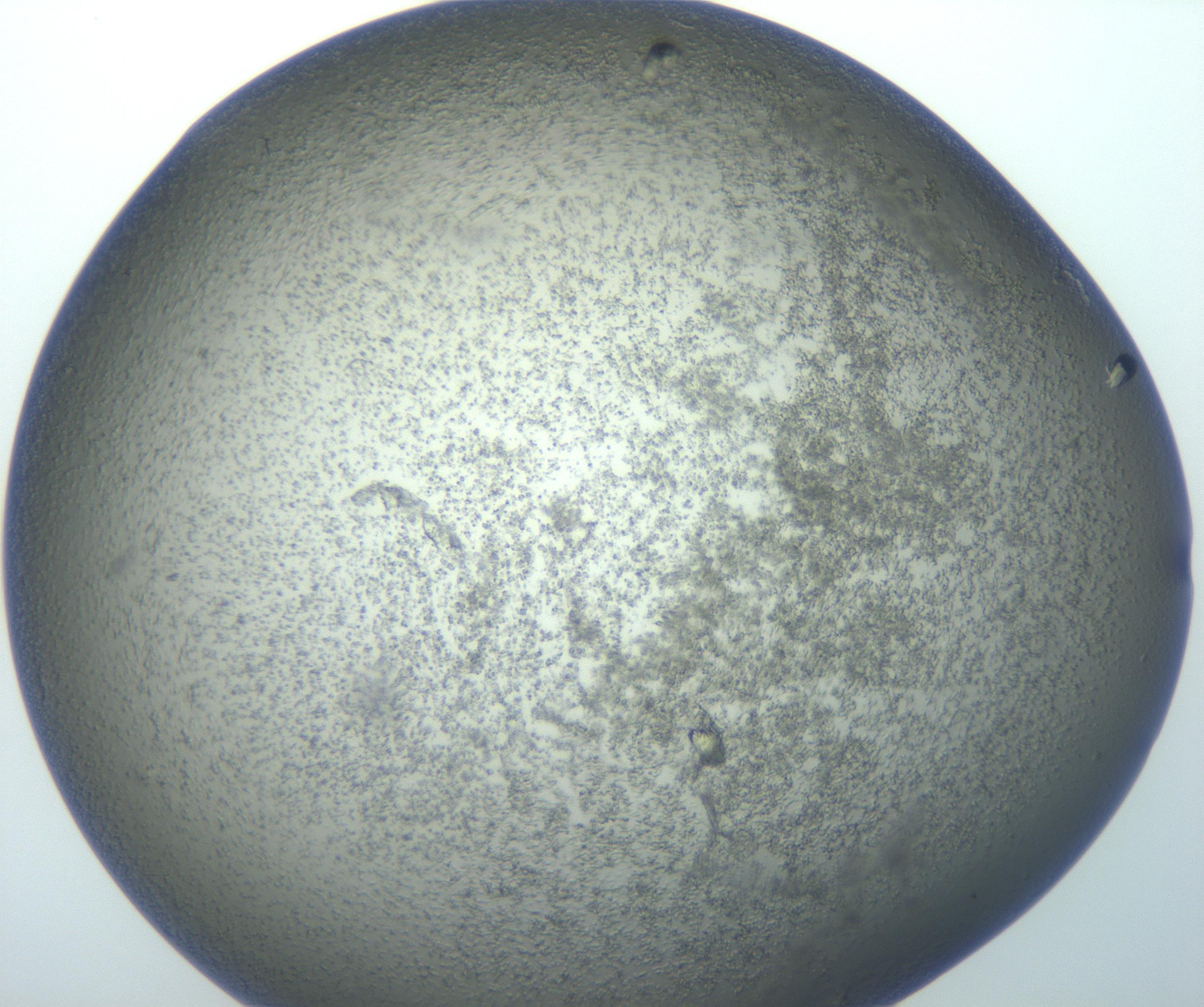 RI01_03_000_0212_Proj1_Clon1_MC_0000MC102932_005_161109_01_08_01_00_99_002_001_RAI.jpg