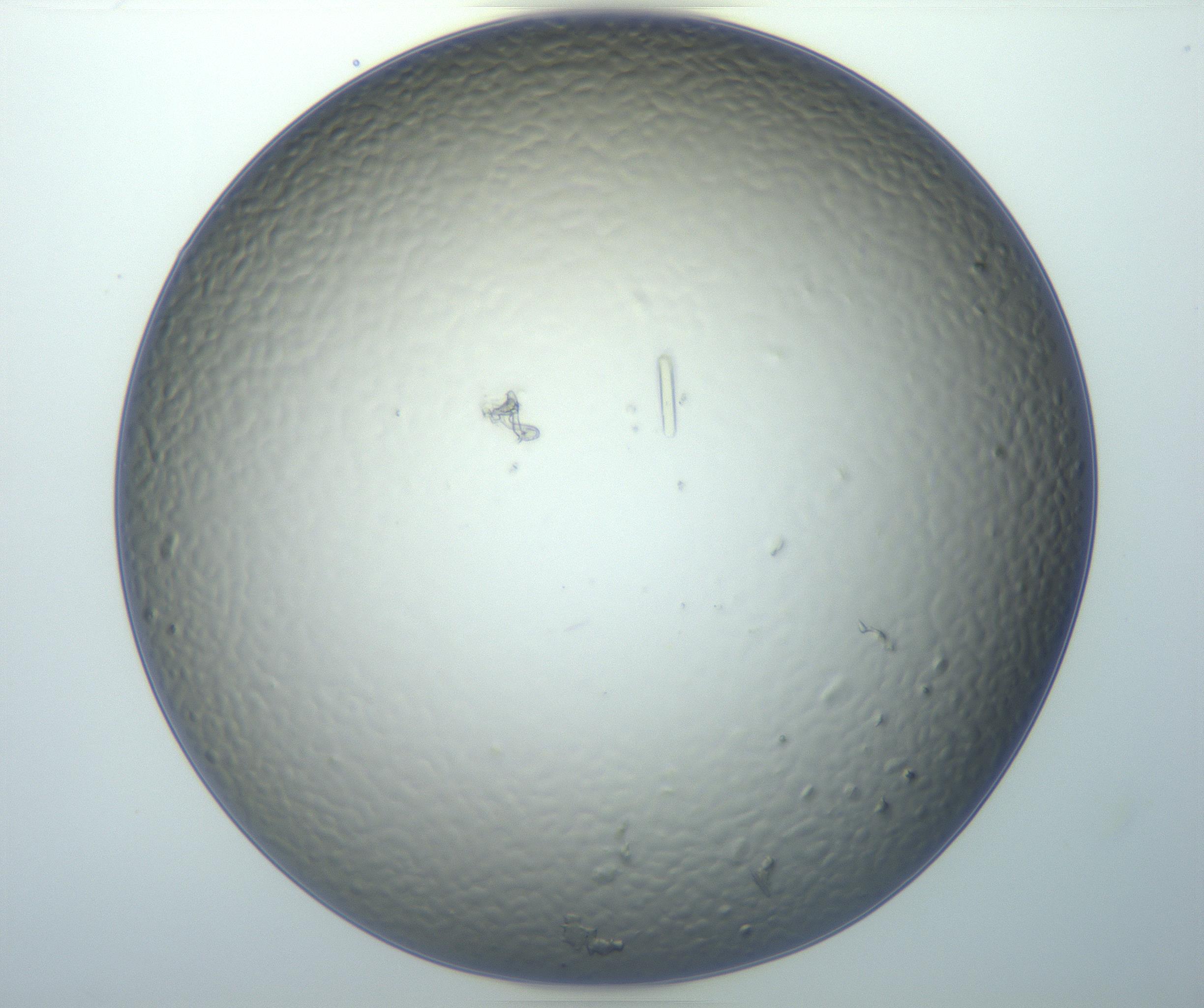 RI01_03_000_0212_Proj1_Clon1_MC_0000MC102932_005_161109_11_02_02_00_99_002_001_RAI.jpg