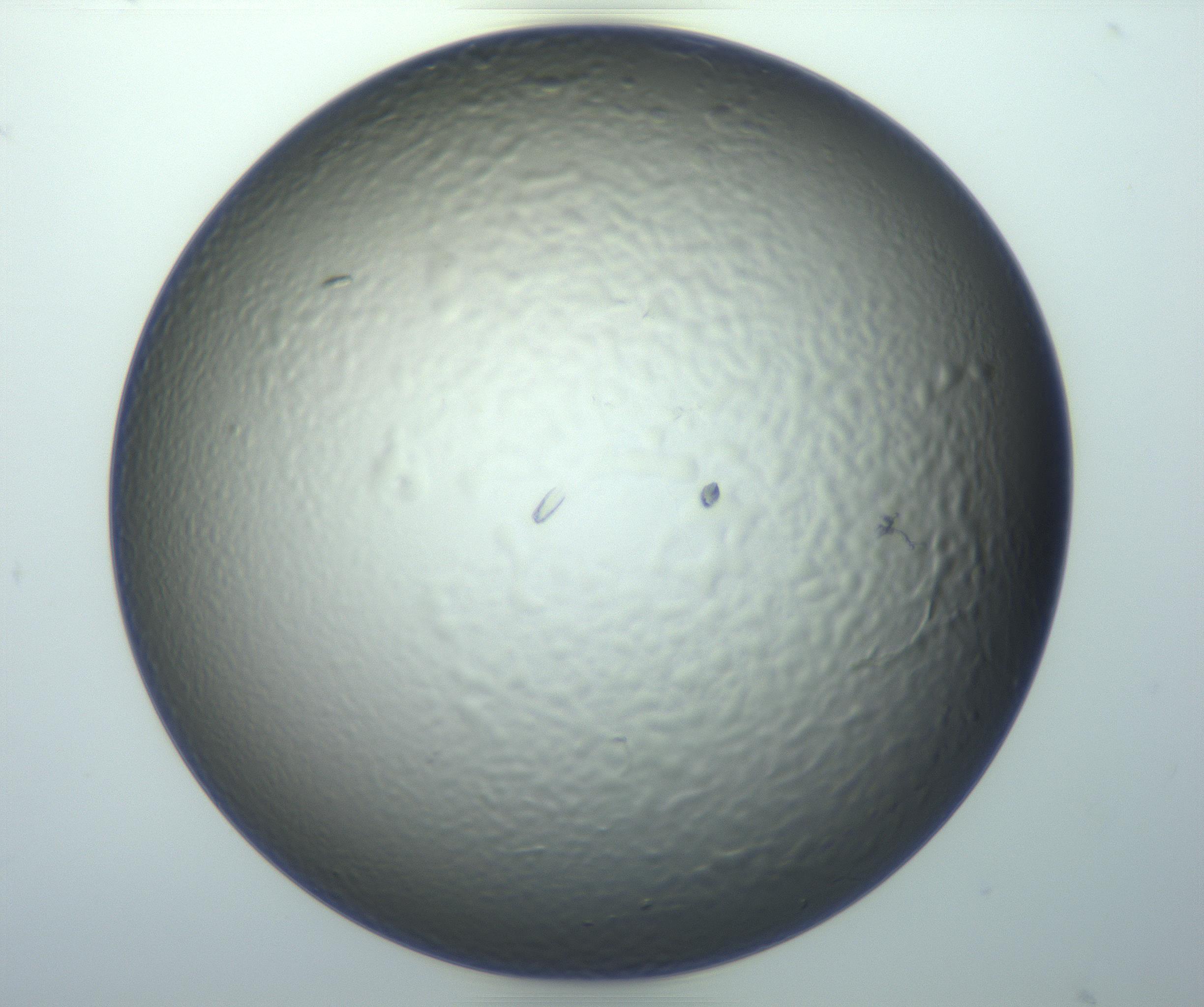 RI01_03_000_0212_Proj1_Clon1_MC_0000MC102932_006_161111_07_08_01_00_99_002_001_RAI.jpg
