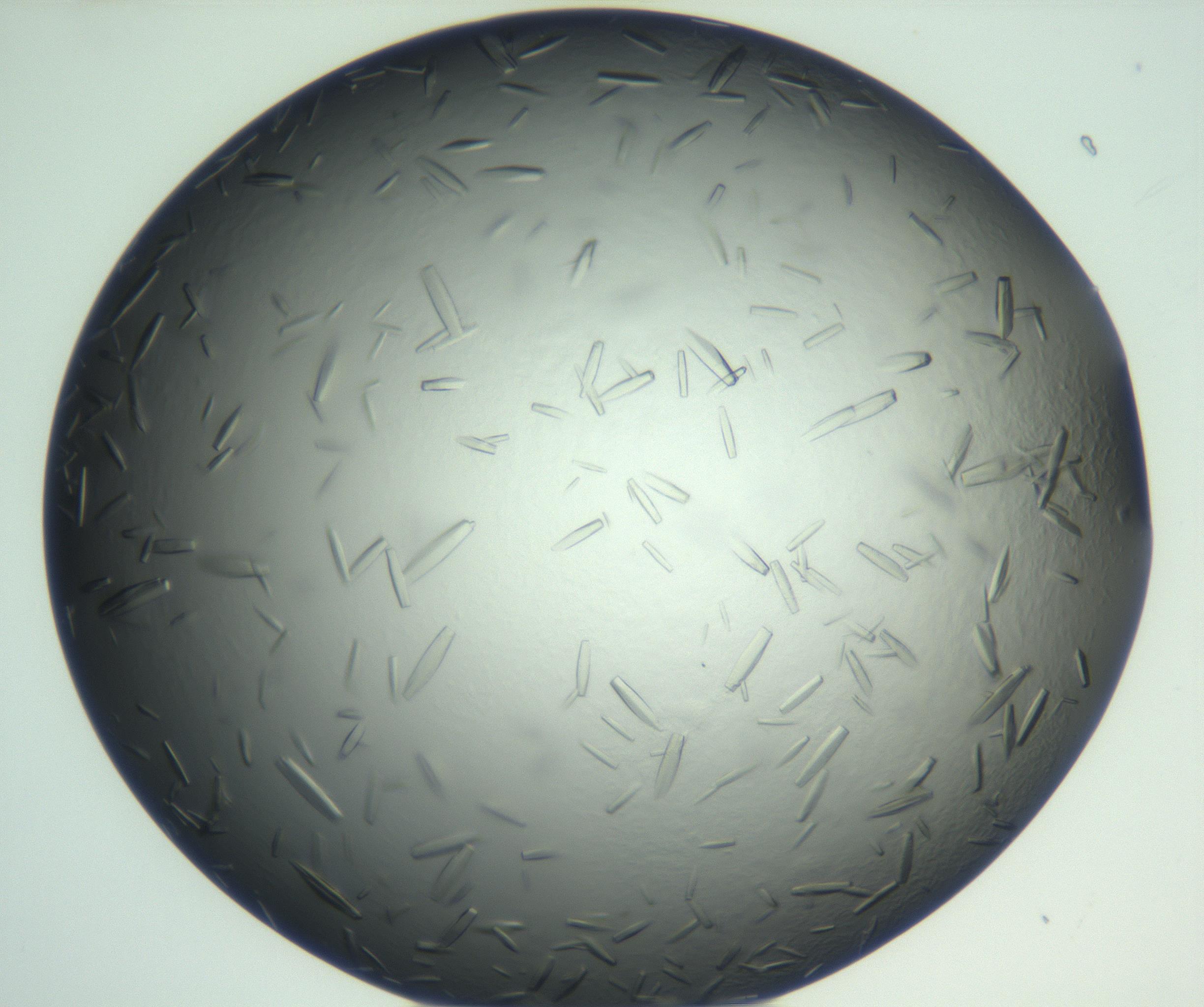 RI01_03_000_0212_Proj1_Clon1_MC_0000MC102933_002_161106_01_05_01_00_99_002_001_RAI.jpg