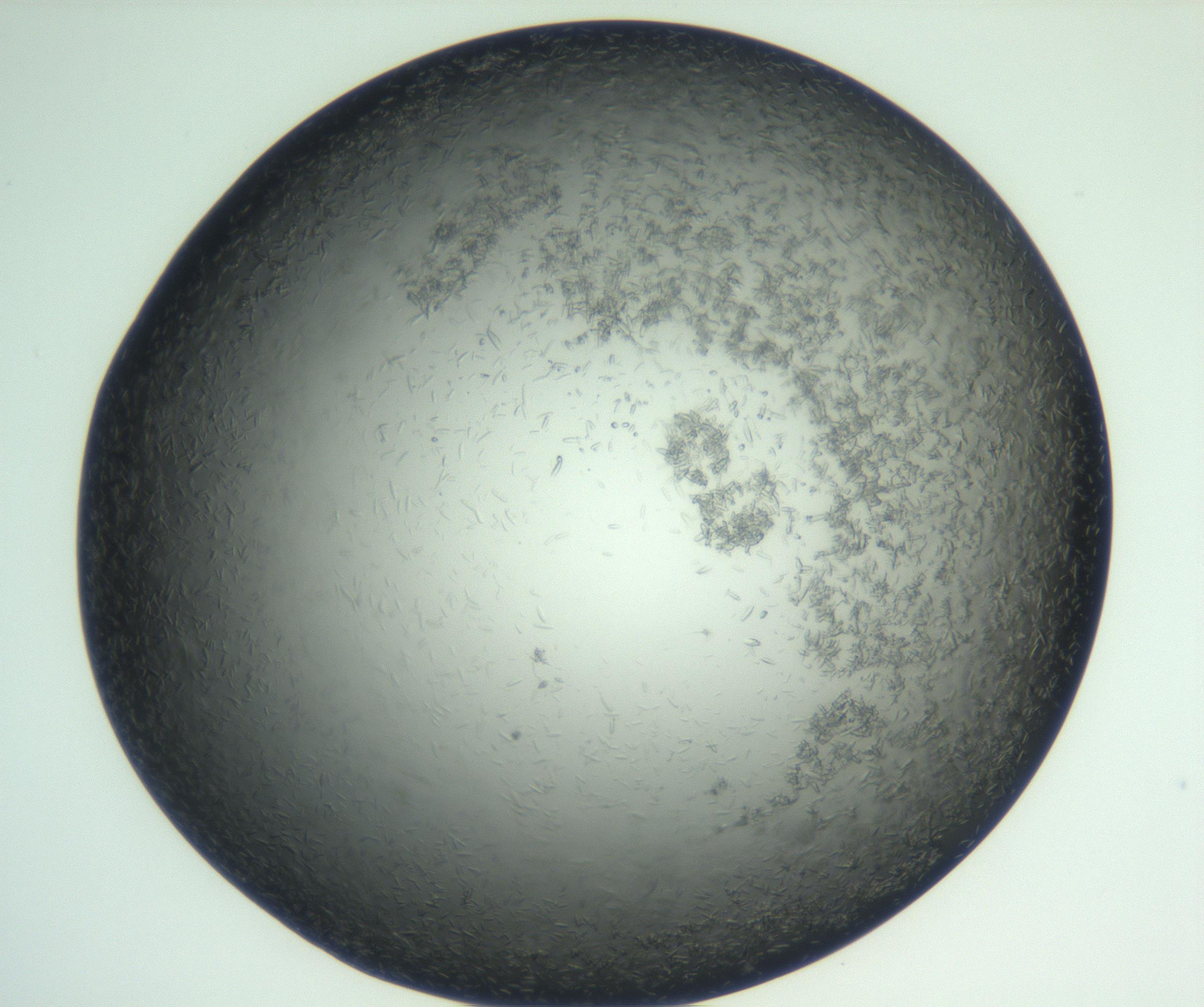 RI01_03_000_0212_Proj1_Clon1_MC_0000MC102933_002_161106_01_05_02_00_99_002_001_RAI.jpg