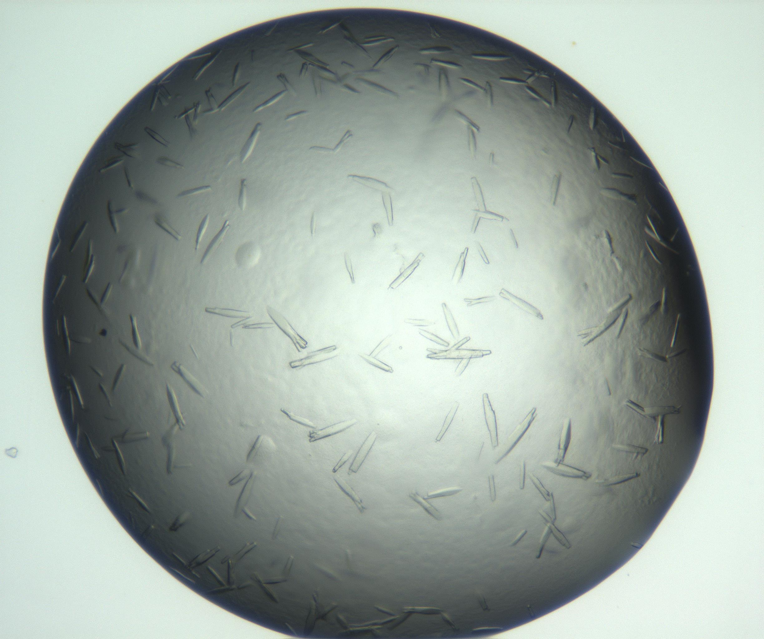 RI01_03_000_0212_Proj1_Clon1_MC_0000MC102933_002_161106_01_06_01_00_99_002_001_RAI.jpg