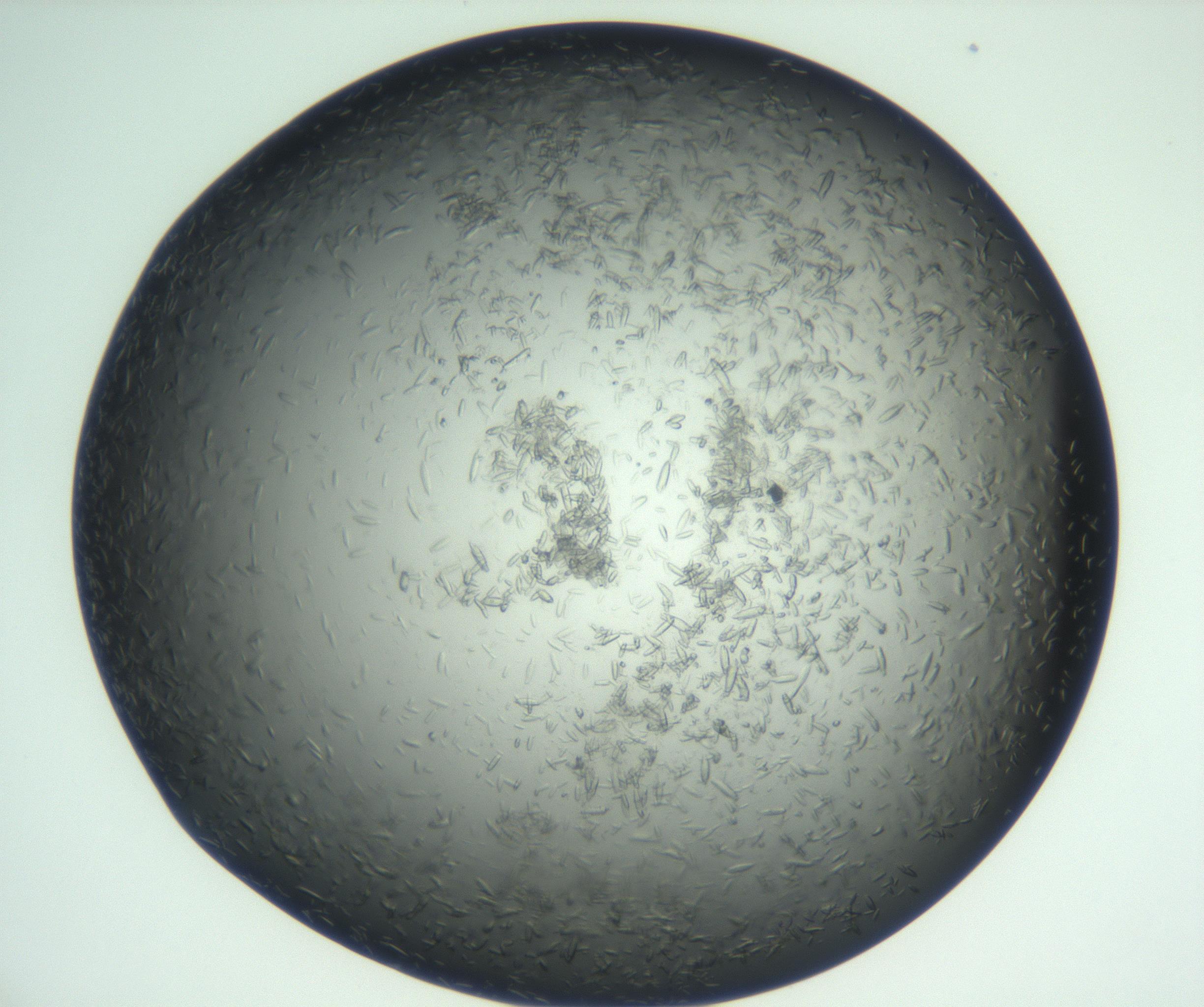 RI01_03_000_0212_Proj1_Clon1_MC_0000MC102933_002_161106_01_06_02_00_99_002_001_RAI.jpg