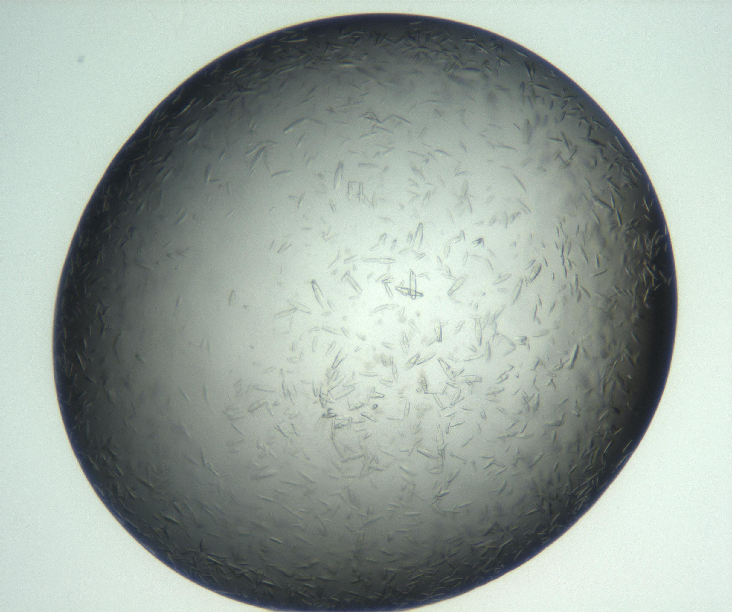 RI01_03_000_0212_Proj1_Clon1_MC_0000MC102933_002_161106_01_07_02_00_99_002_001_RAI.jpg
