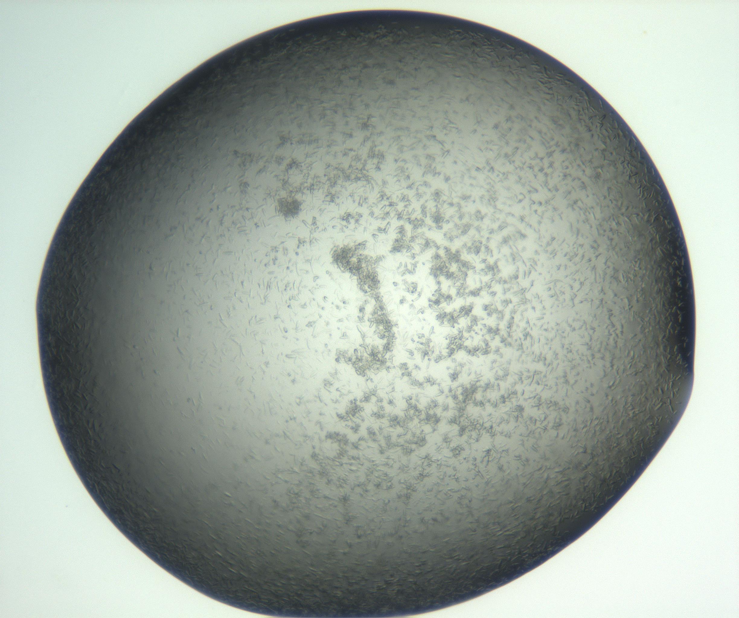 RI01_03_000_0212_Proj1_Clon1_MC_0000MC102933_002_161106_01_08_02_00_99_002_001_RAI.jpg