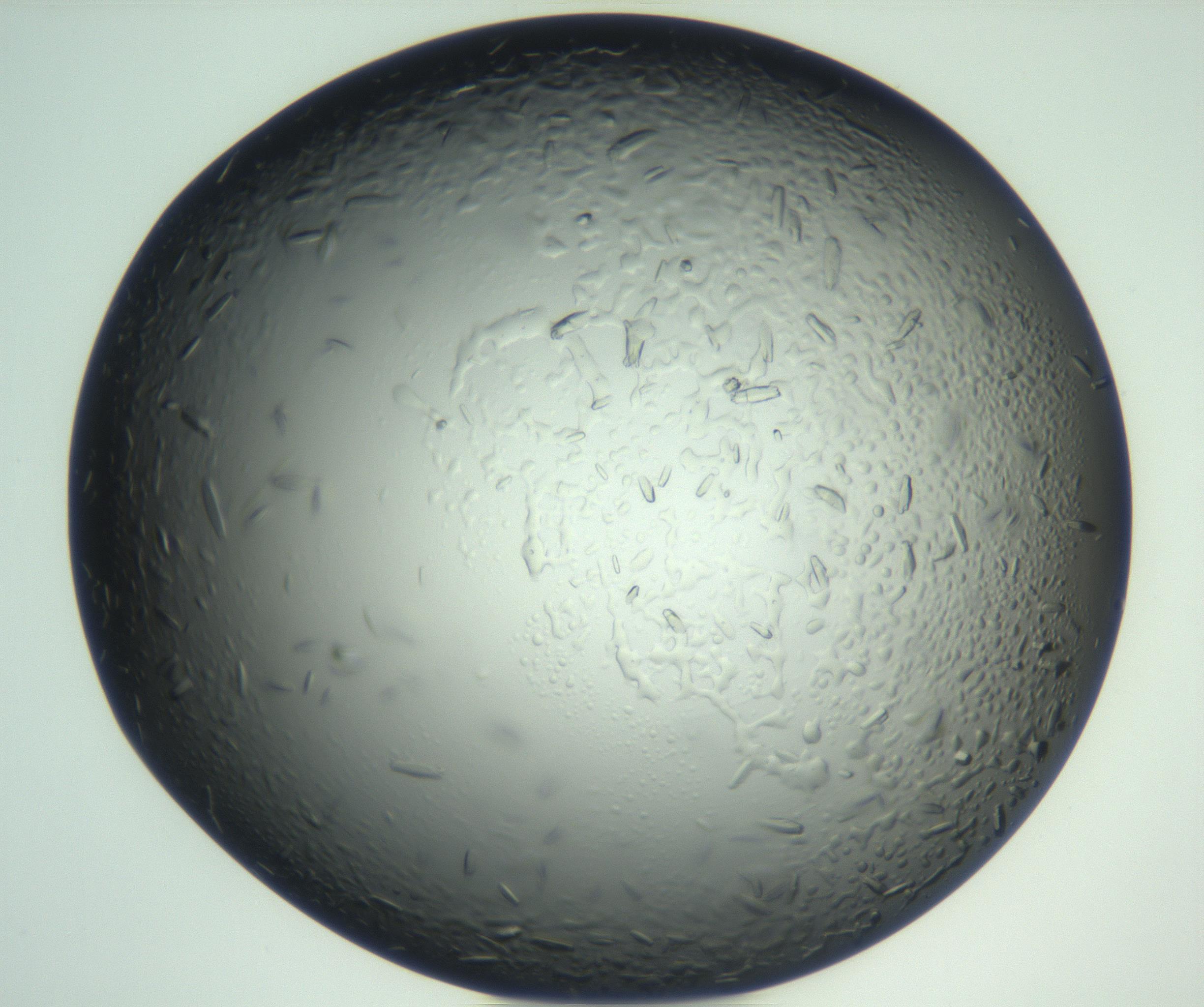 RI01_03_000_0212_Proj1_Clon1_MC_0000MC102933_002_161106_02_01_02_00_99_002_001_RAI.jpg