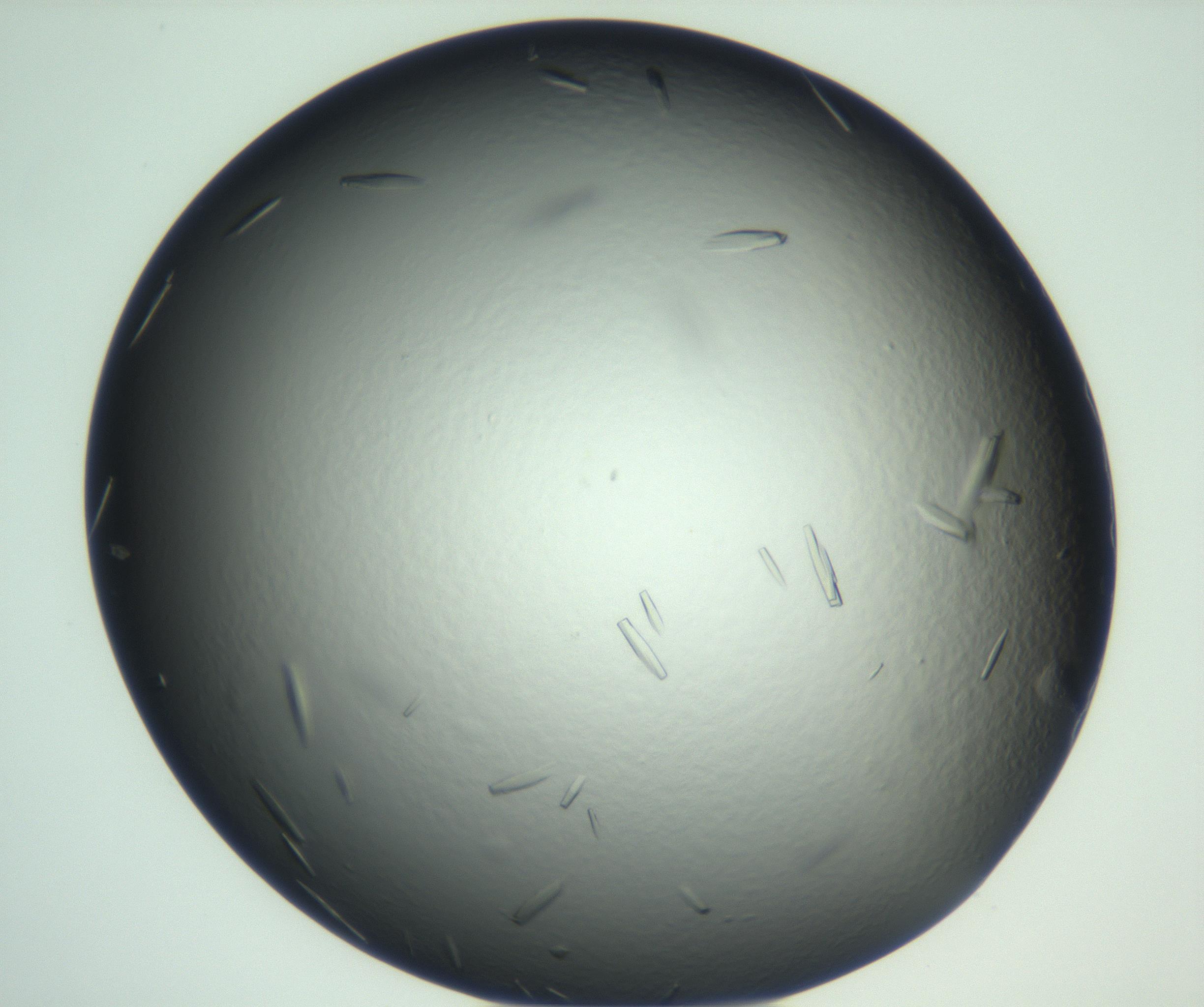 RI01_03_000_0212_Proj1_Clon1_MC_0000MC102933_002_161106_02_02_01_00_99_002_001_RAI.jpg