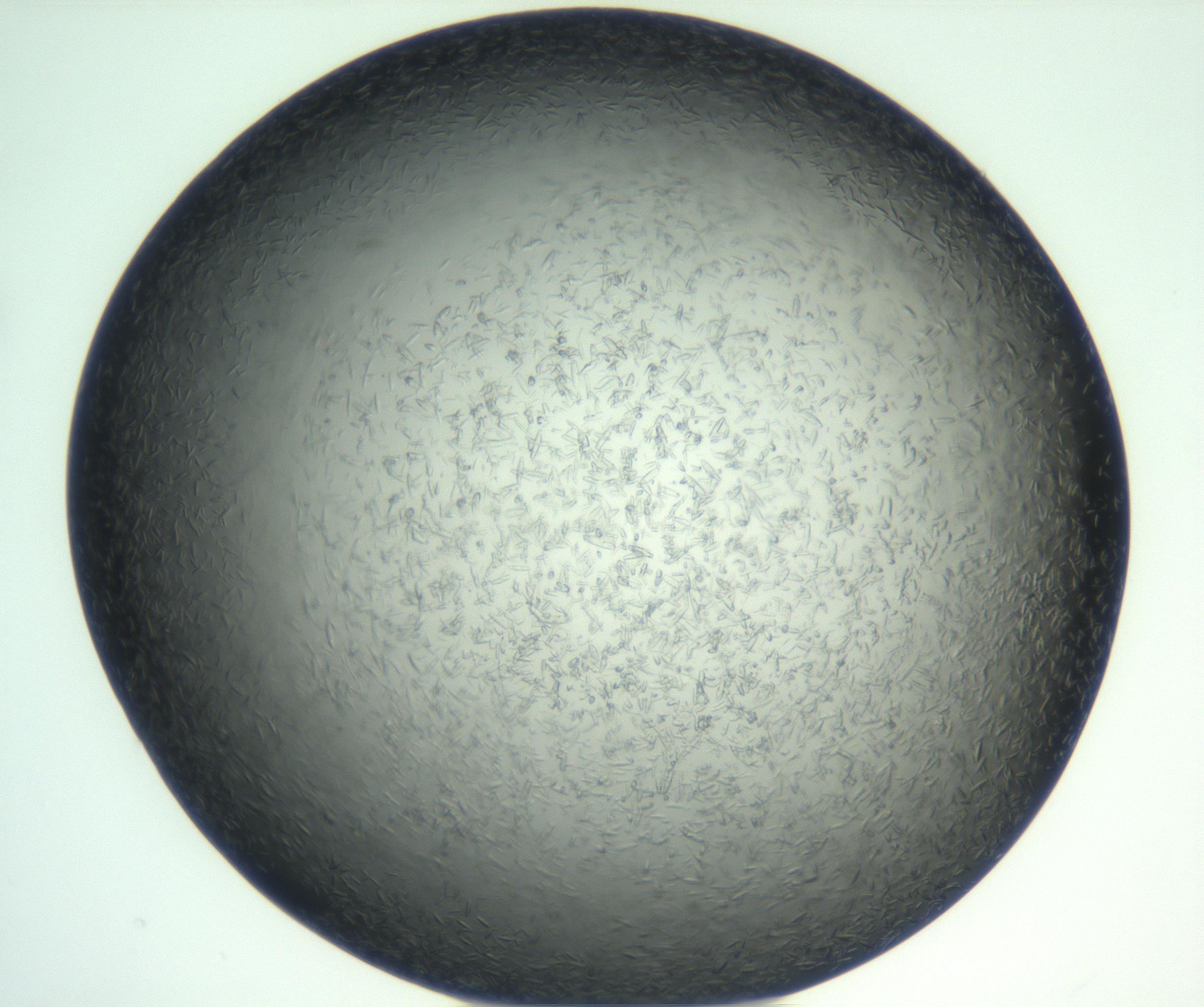 RI01_03_000_0212_Proj1_Clon1_MC_0000MC102933_002_161106_02_02_02_00_99_002_001_RAI.jpg